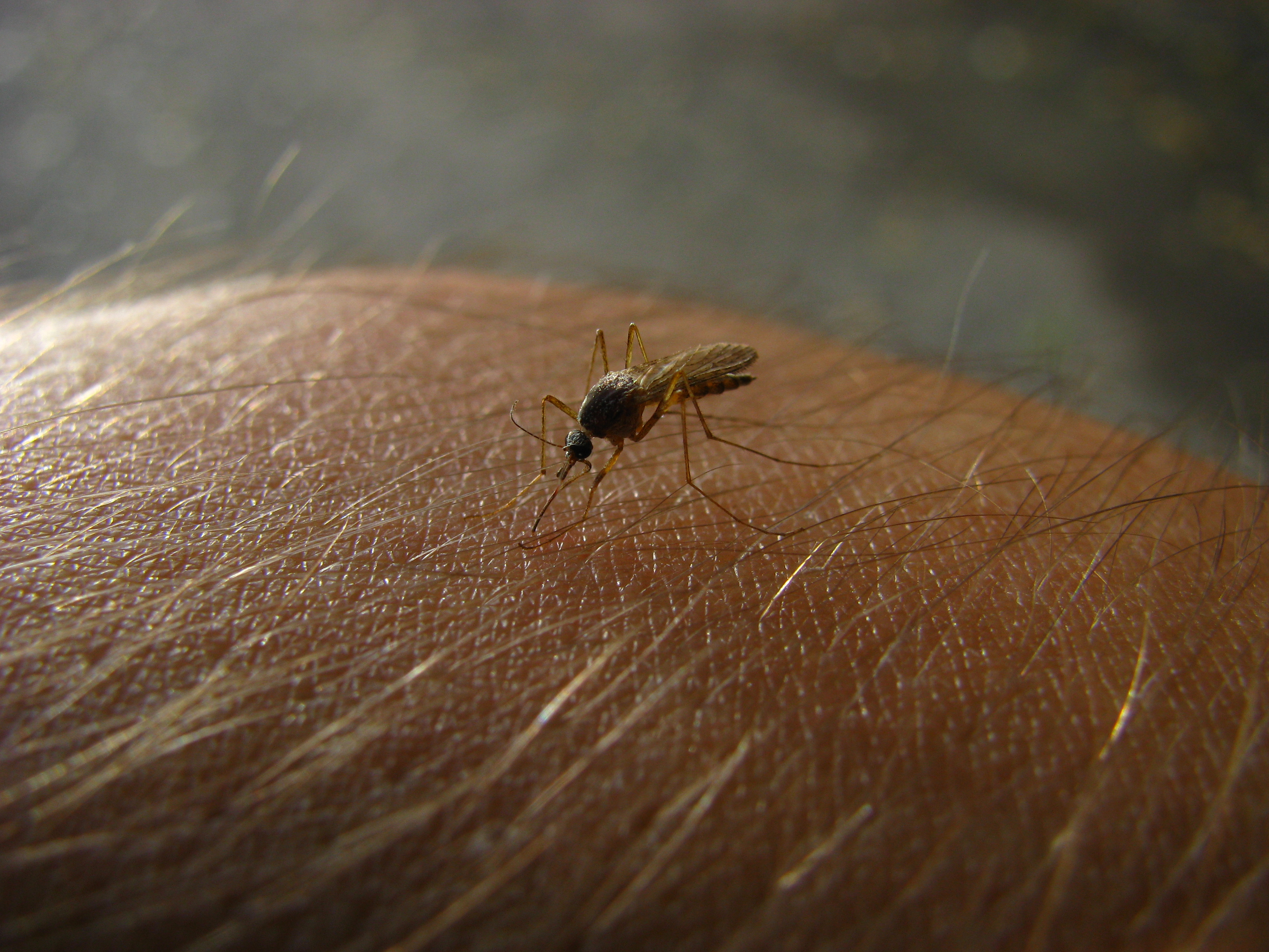 Mosquito, Blood, Dangerous, Disease, Fly, HQ Photo