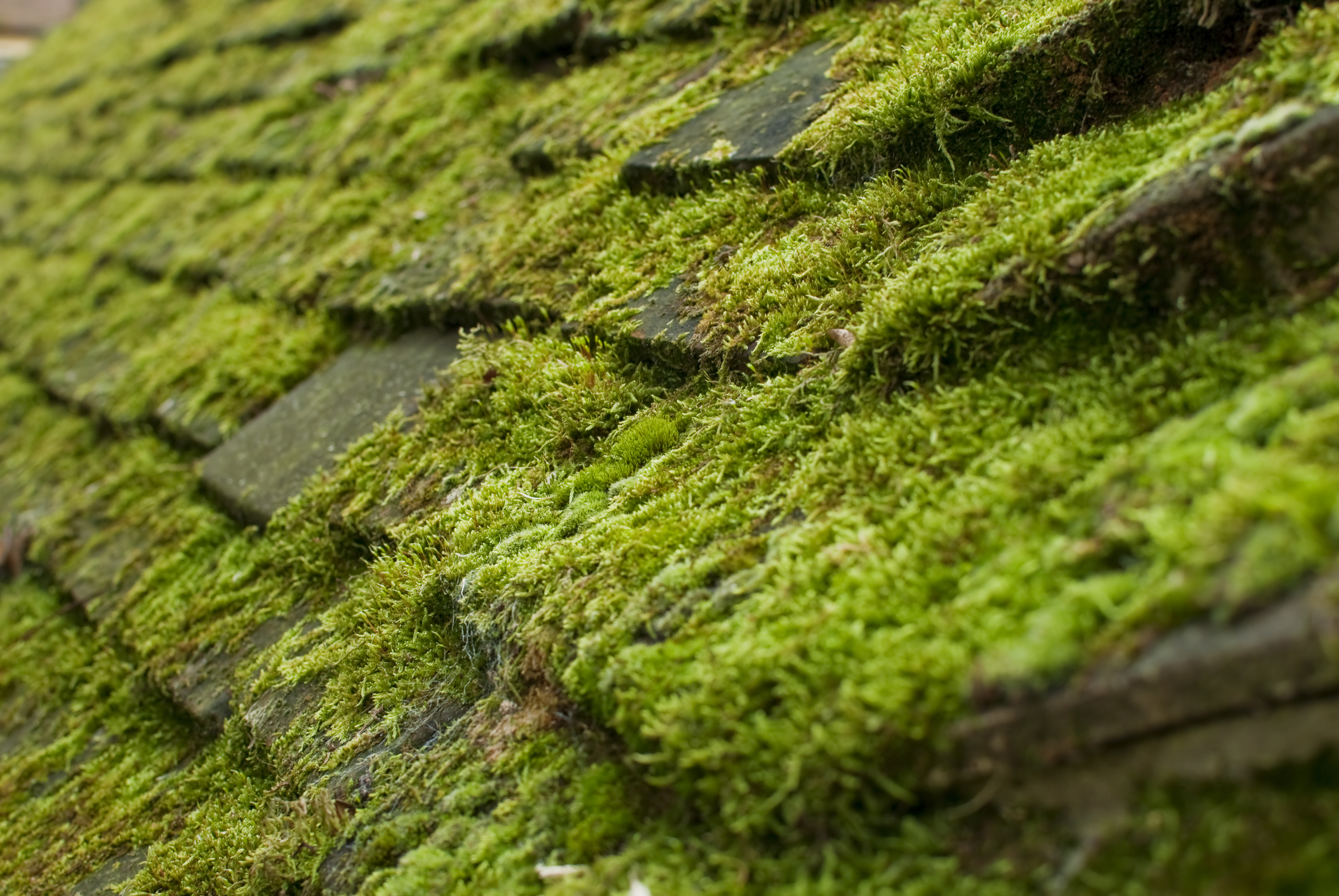 Moss Treatment - All Seasons Cleaning Services