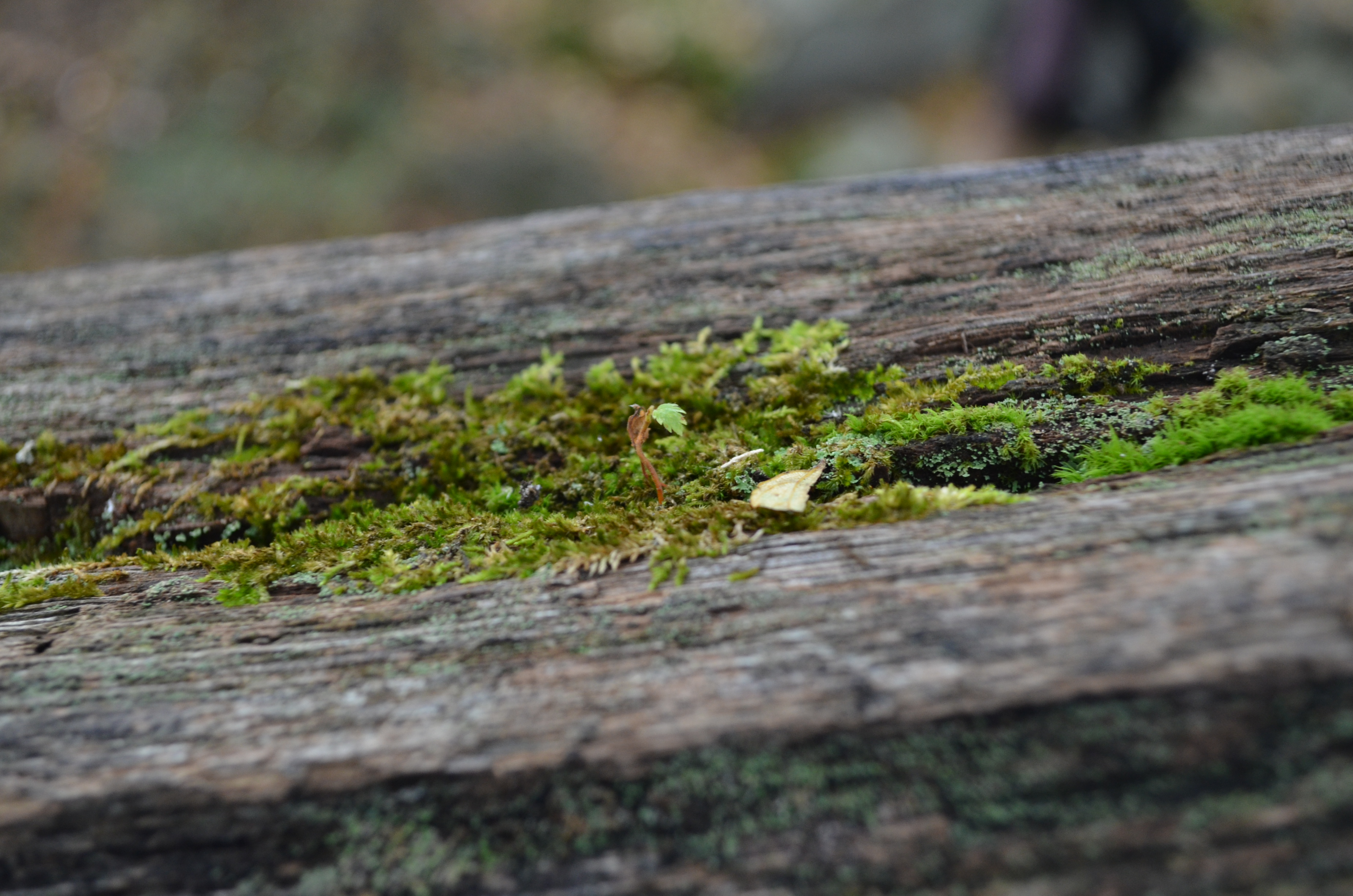 Bryophilia: A Moss Love Story, by Christina Catanese