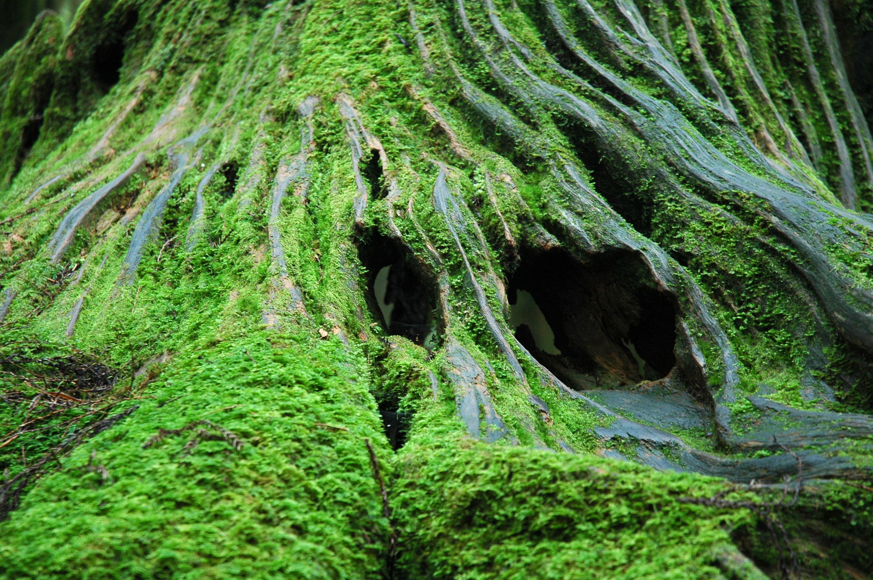 File:Alishan Forest Stump Moss.JPG - Wikimedia Commons
