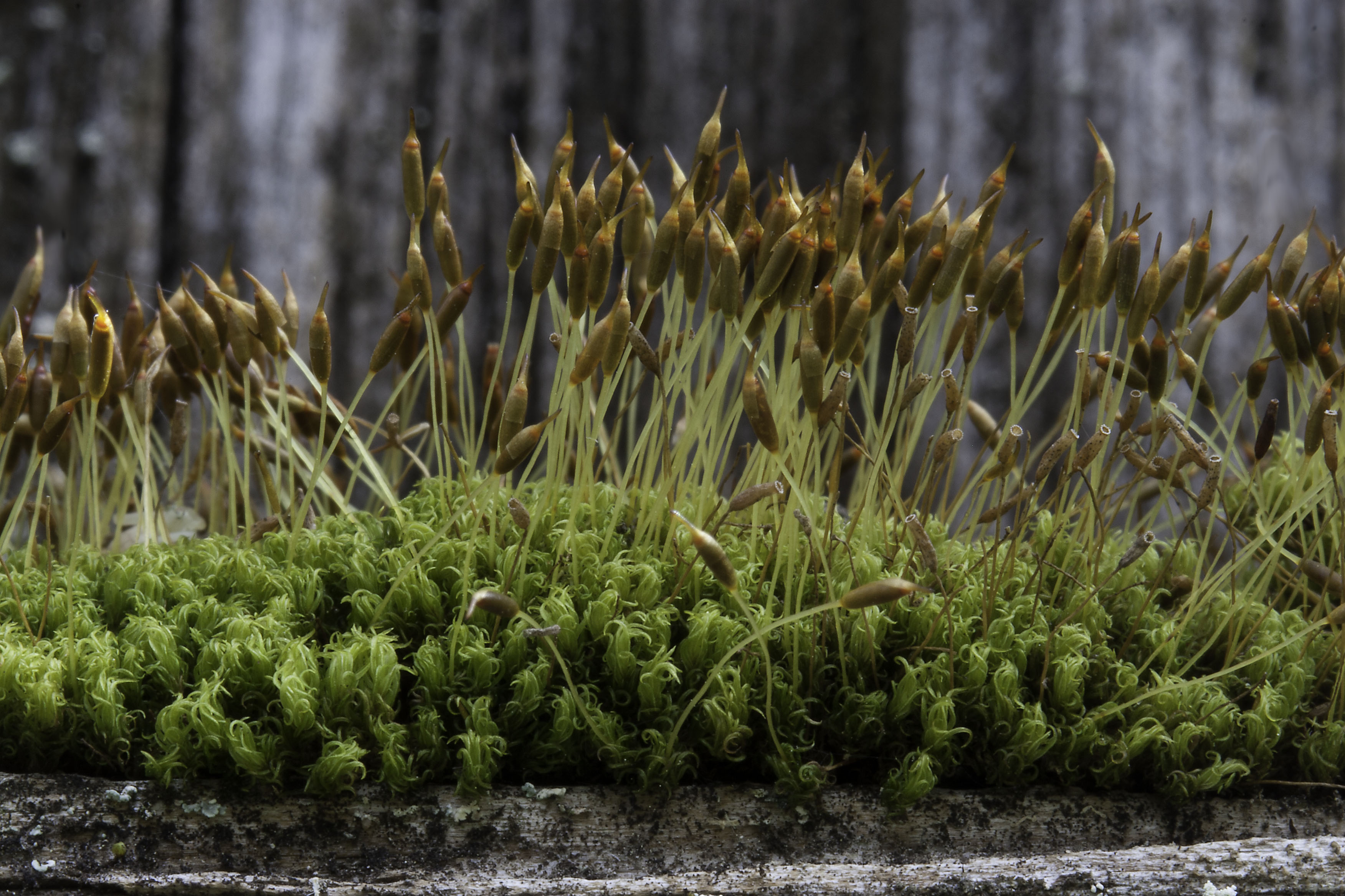 Living in the Land of Mosses | Pacific Northwest Pest Management ...