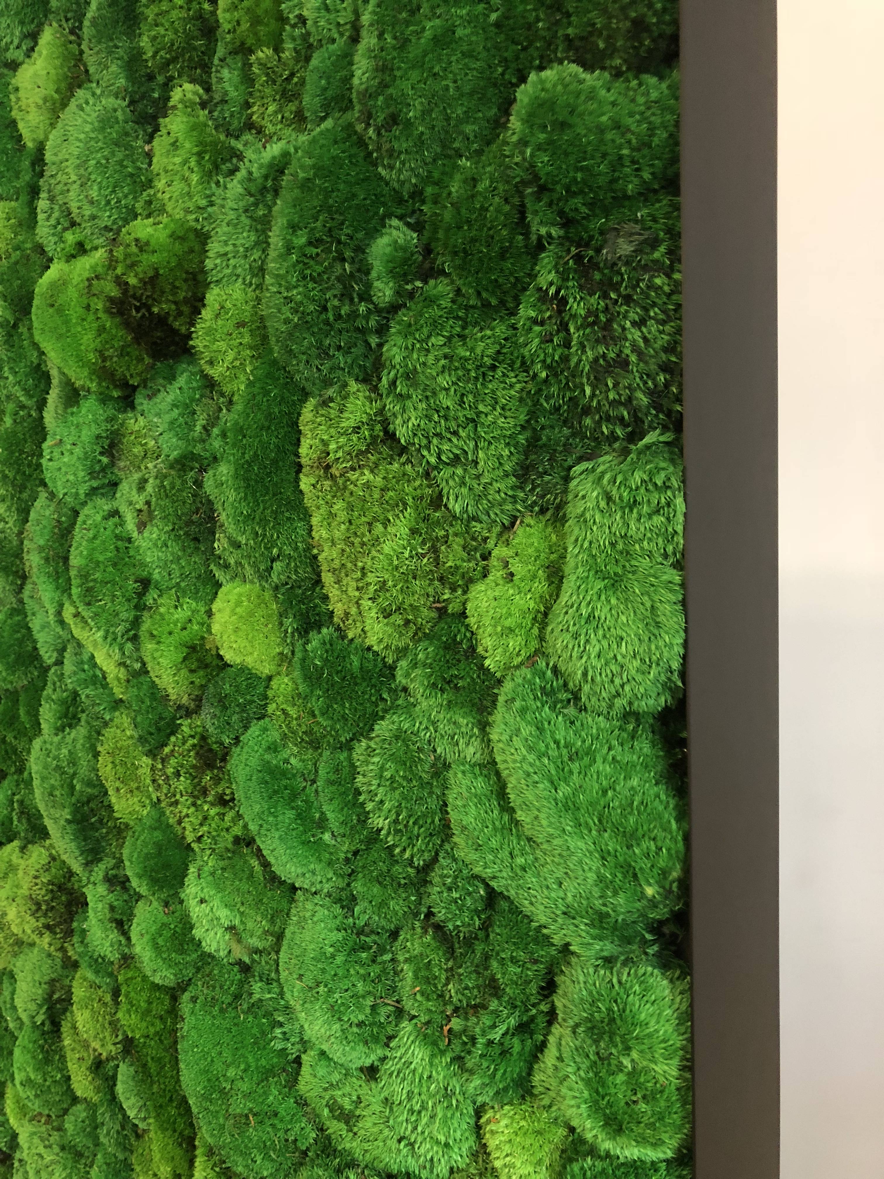 Moss Wall - plantwalldesign - Vertical Gardens Technology
