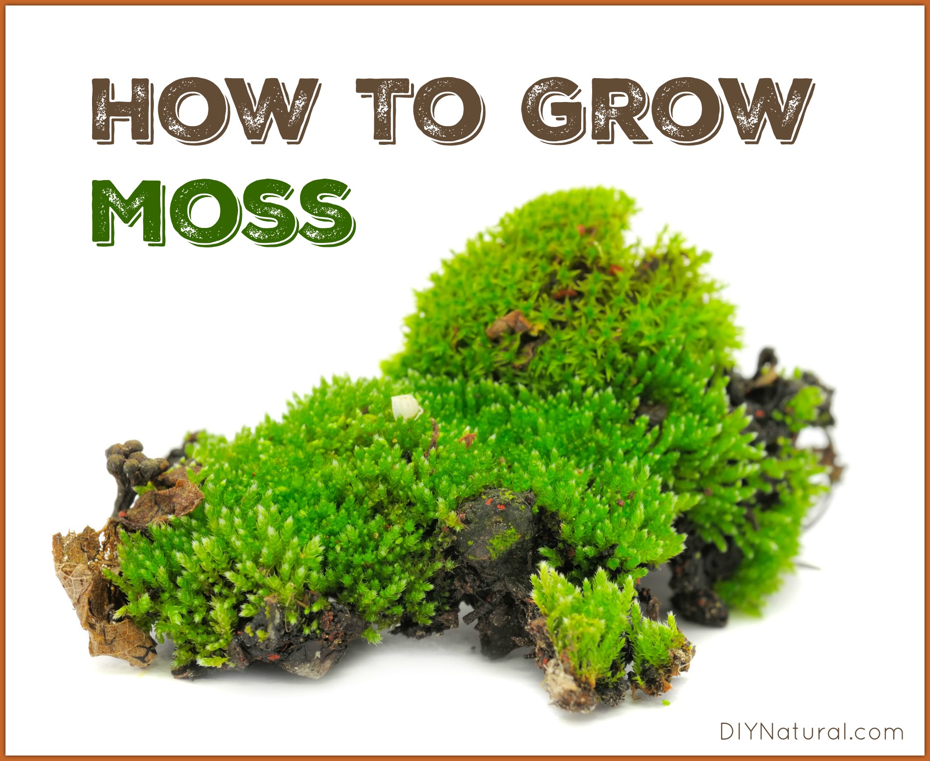 How To Grow Moss: A Simple and Fun Project