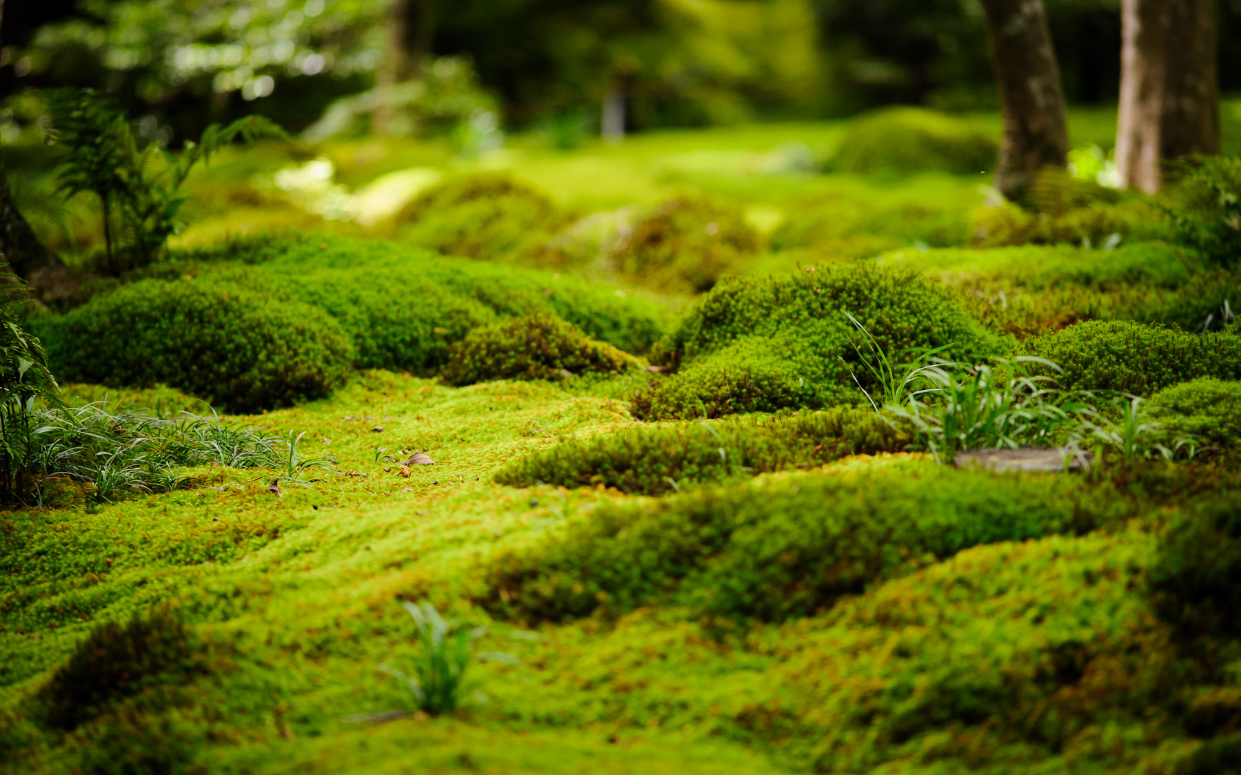 Jeffrey Friedl's Blog » More From the Gioji Temple: Lotsa Moss and ...