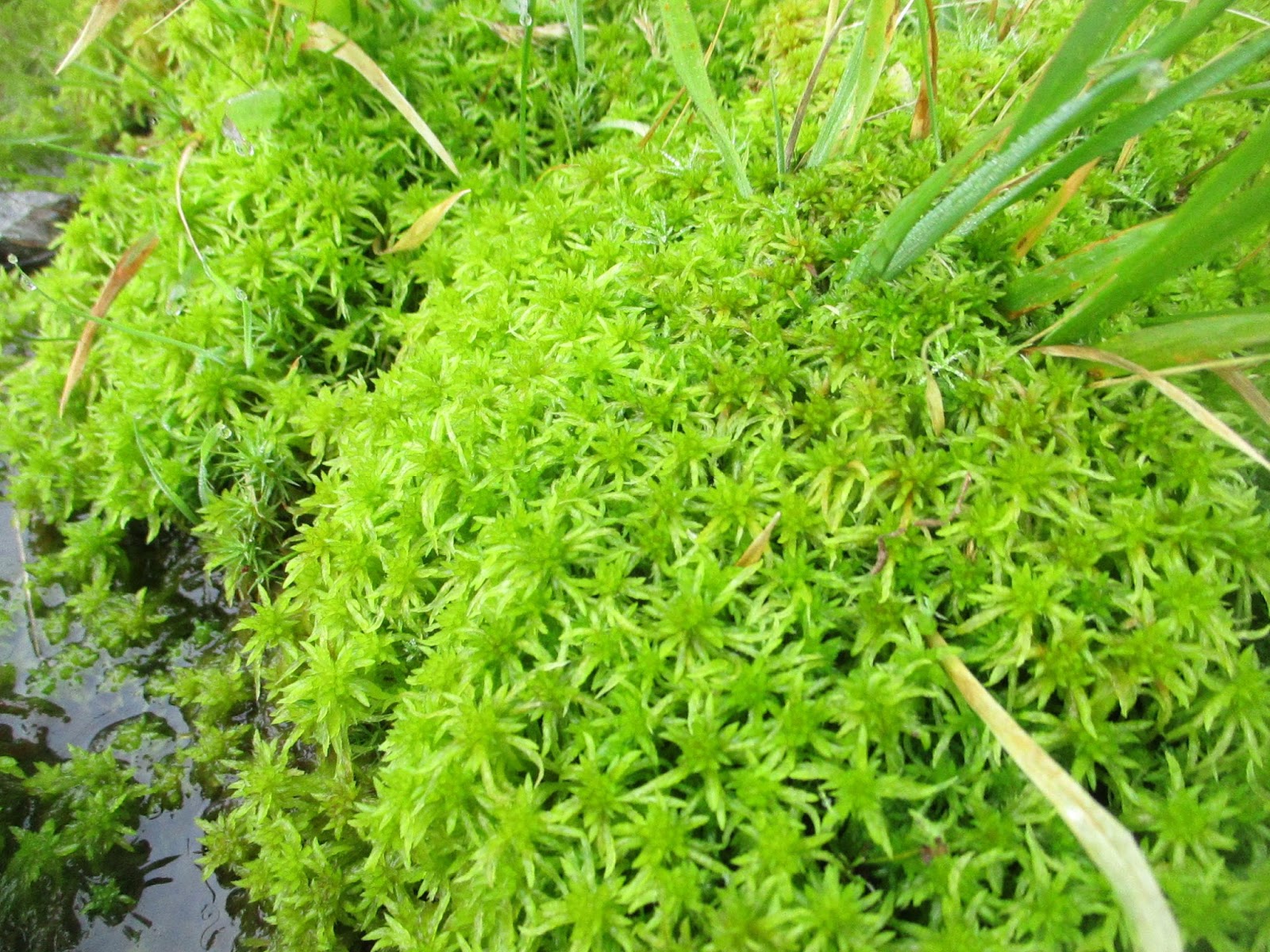 Outdoors Ireland: Sphagnum Moss