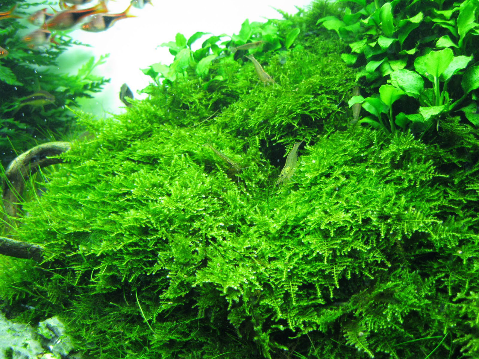 Christmas Moss Caresheet | Aquatic Mag