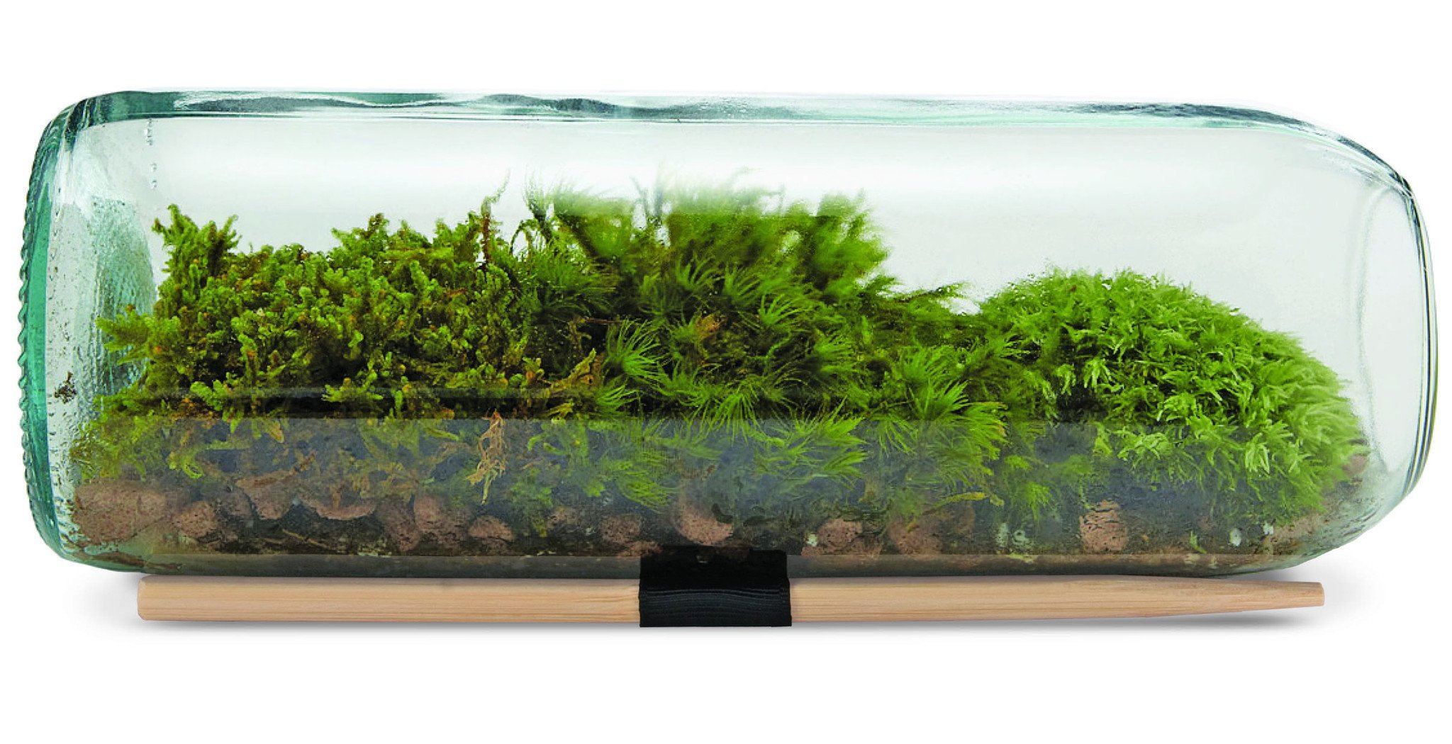 Terrarium Bottle - Moss