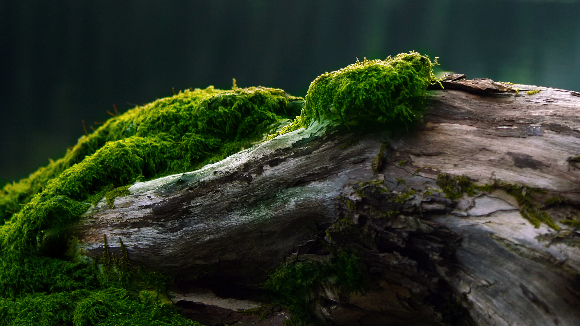 Bright green moss / 1920 x 1080 / Macro / Photography | MIRIADNA.COM