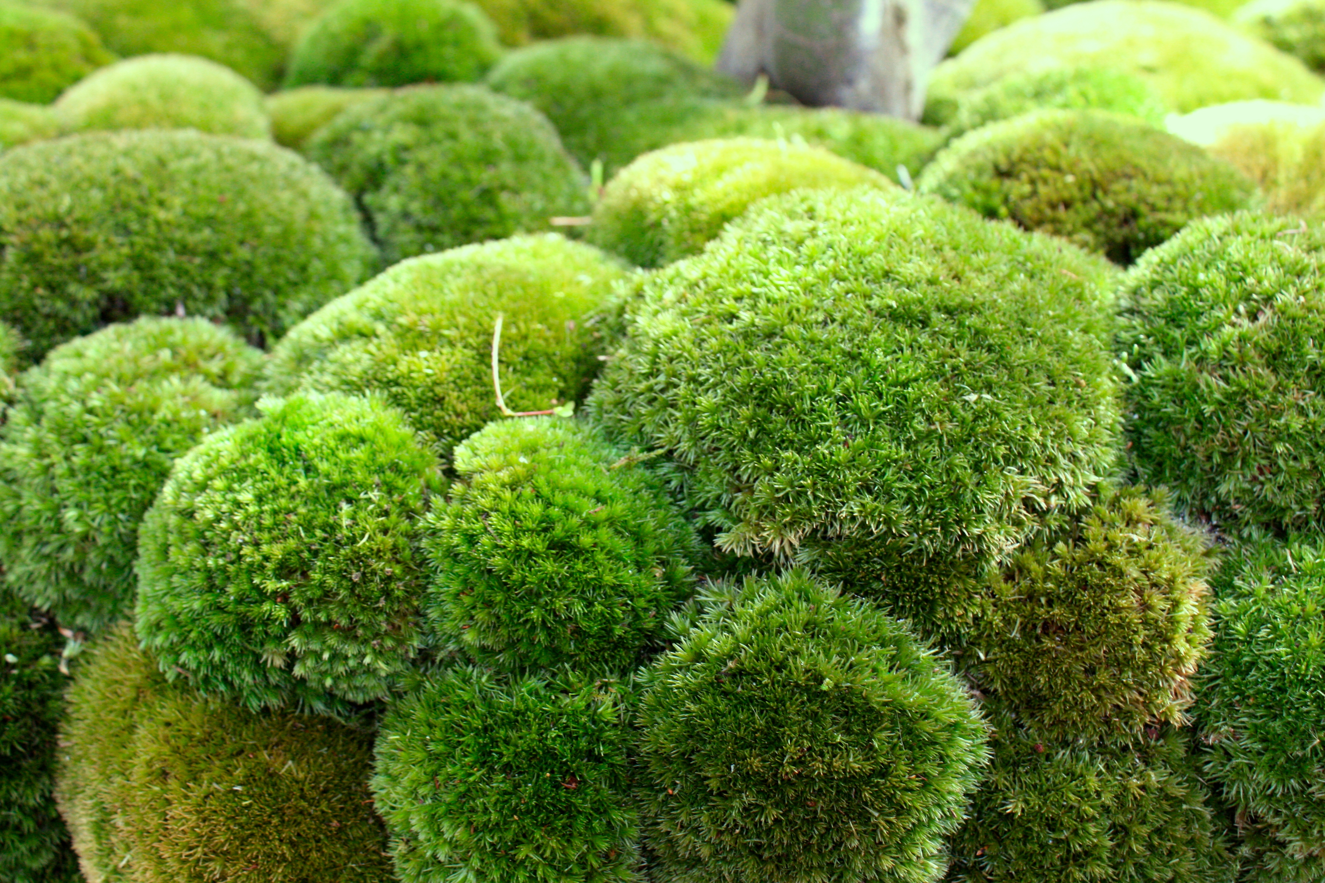 Air freshener moss genetically engineered by failed plant glow-in ...