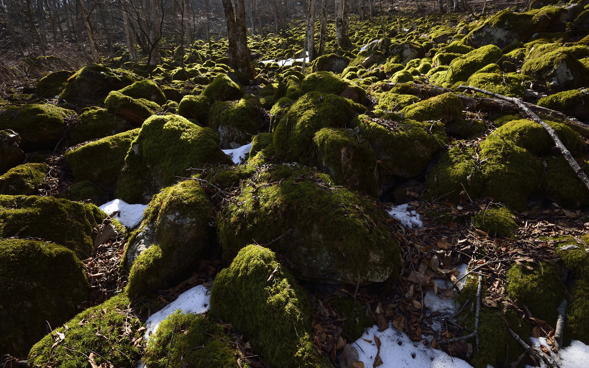Landscapes: Rocks Forest Stones Snow Shadows Winter Trees Sunlight ...