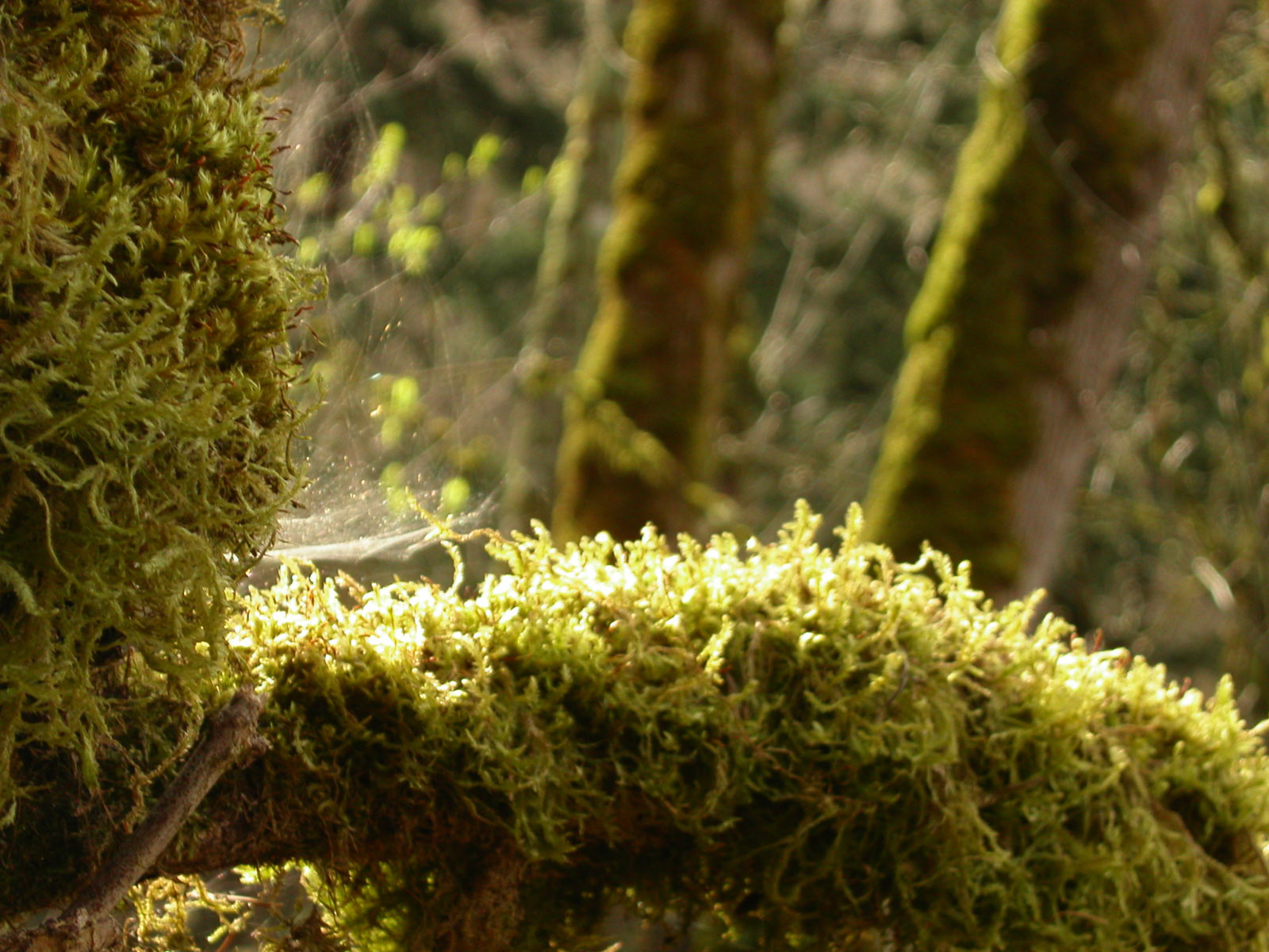 Moss and trees photo