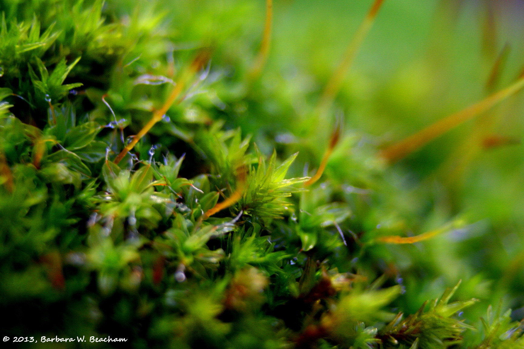 Moss up close | Life in the Foothills