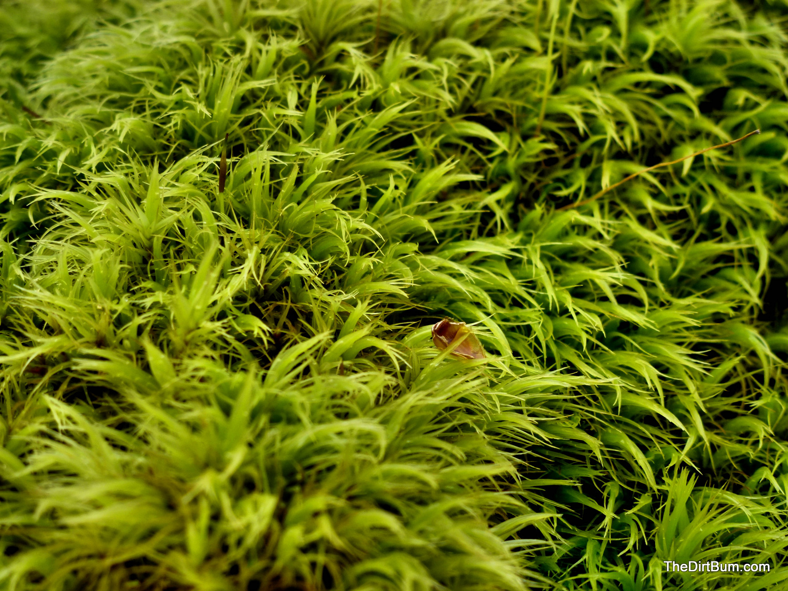 Arkansas 2012-03-23 - Moss Closeup - DirtBum