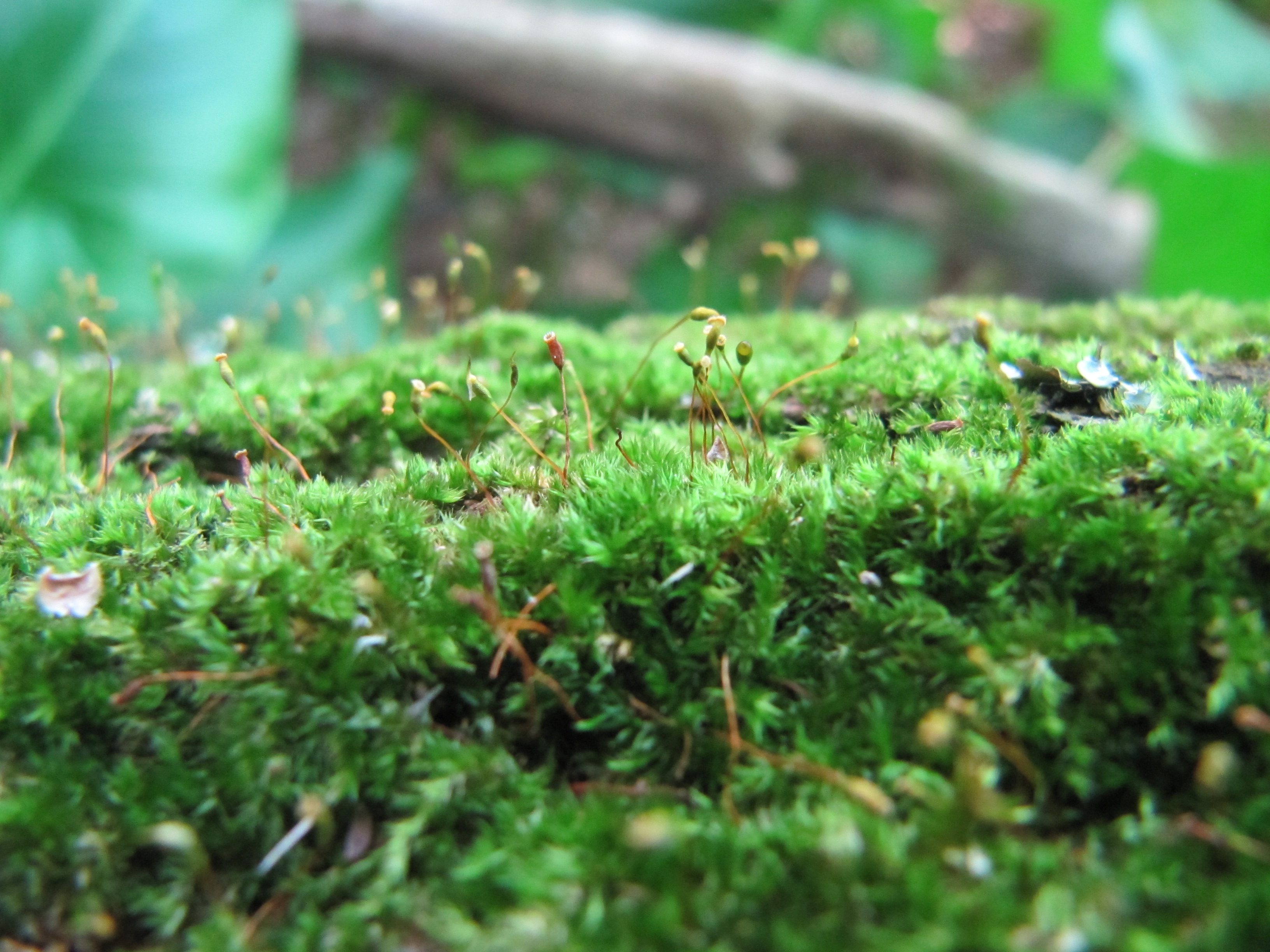 Moss on a log with closeup of sporophyte by AidoP on DeviantArt