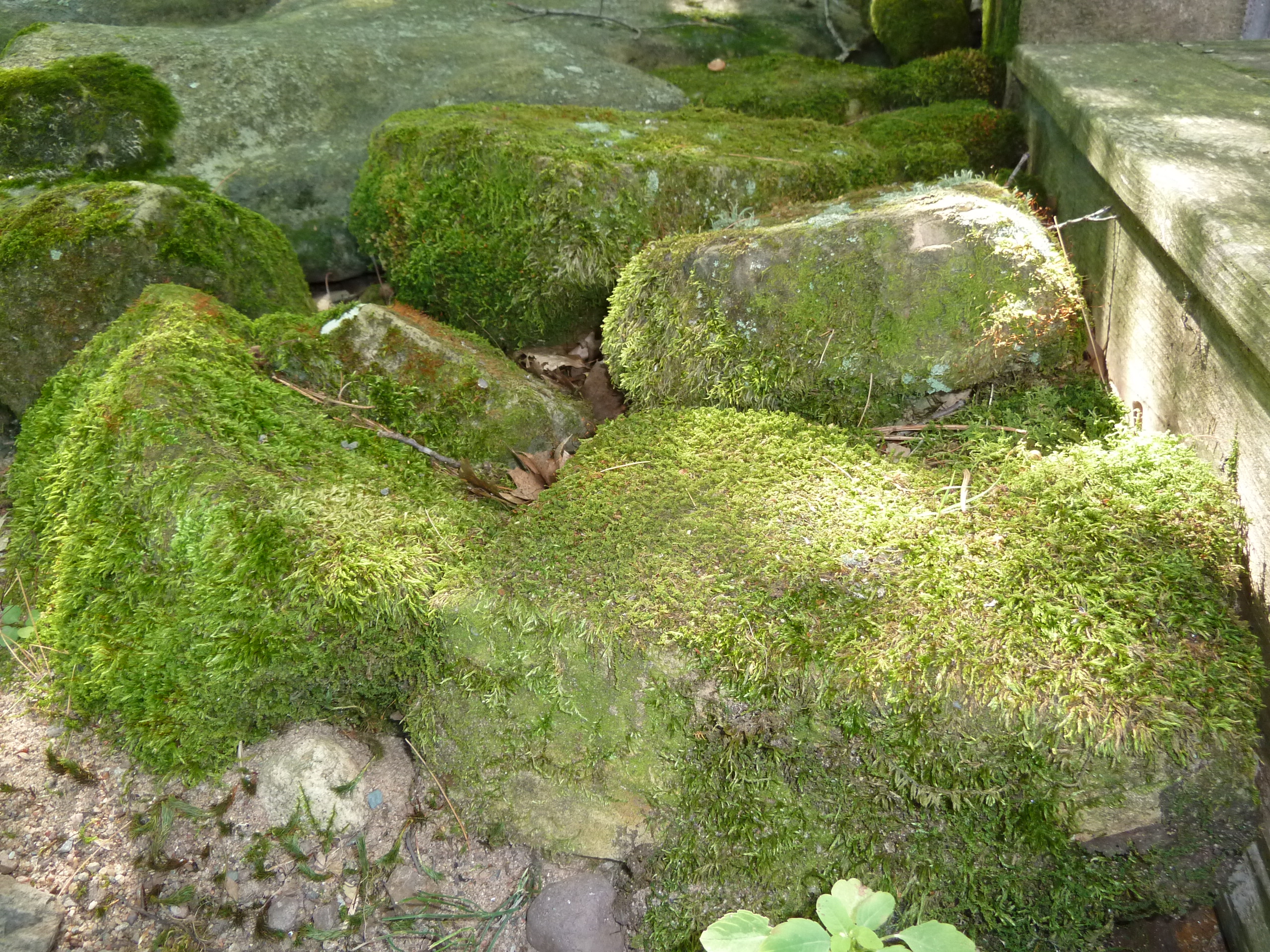 Sunday Photos: Moss covered rocks | Sincerely, Emily