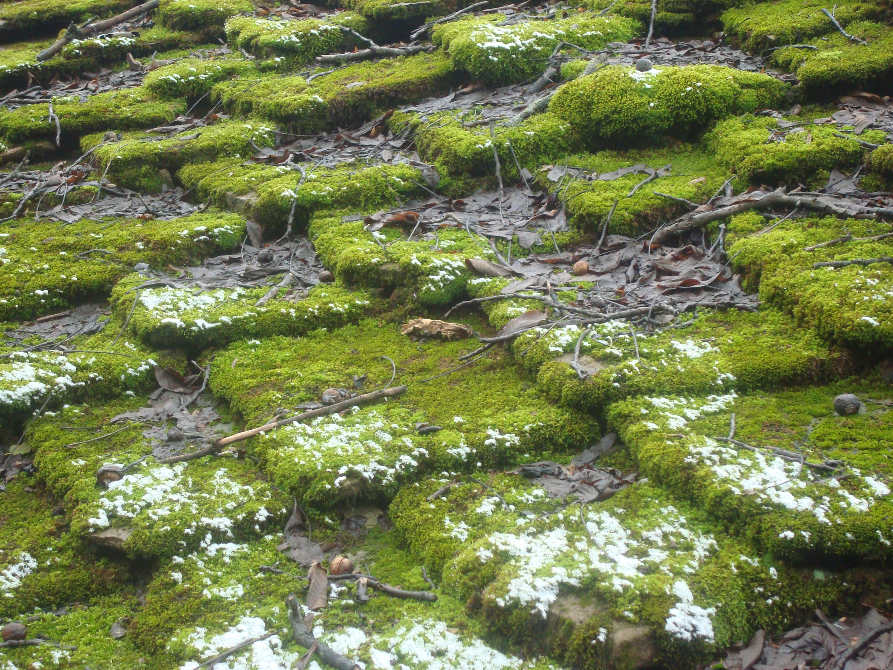 Moss covered rooftop