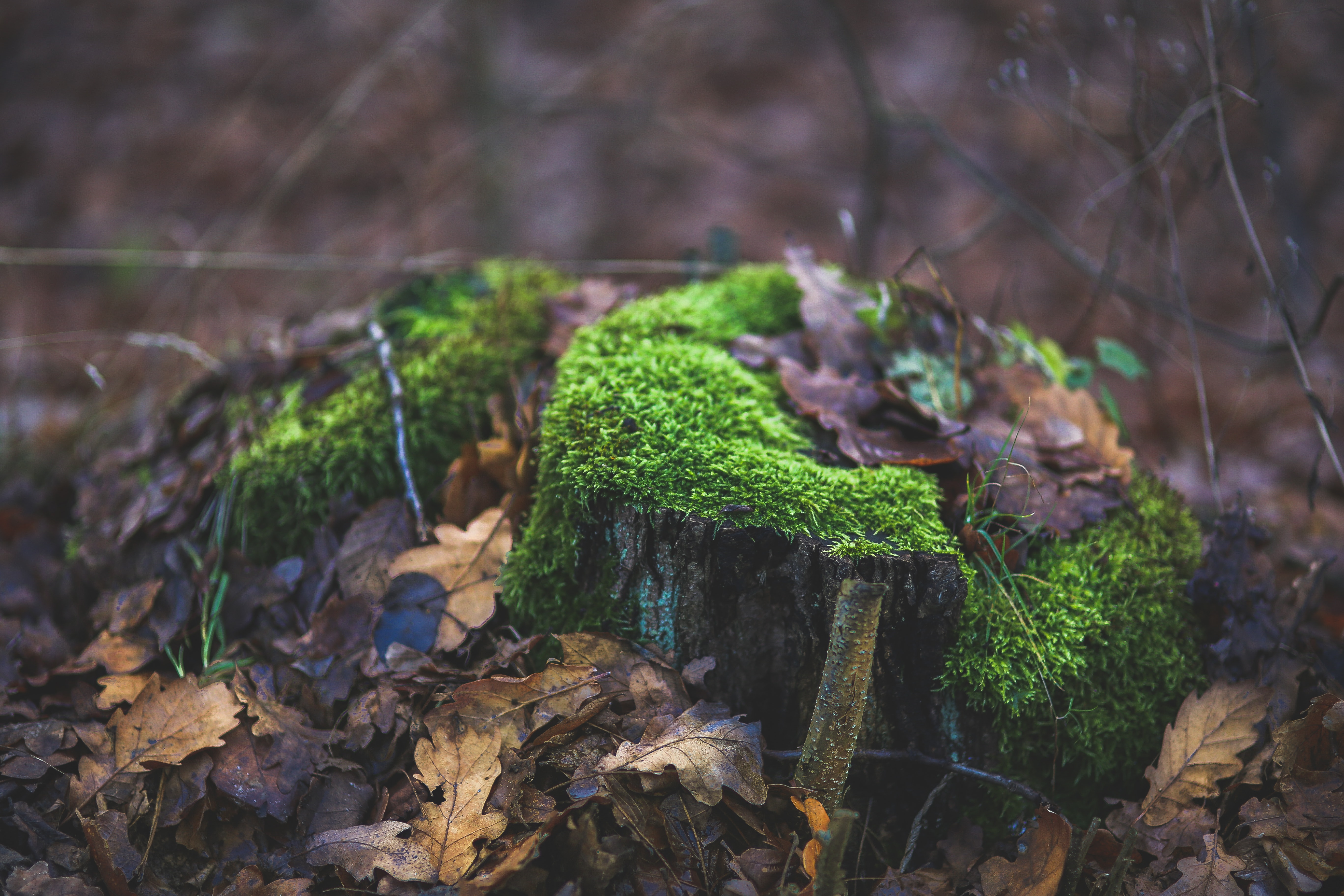 Moss covered tree trunk surrounded by fallen leaves photo