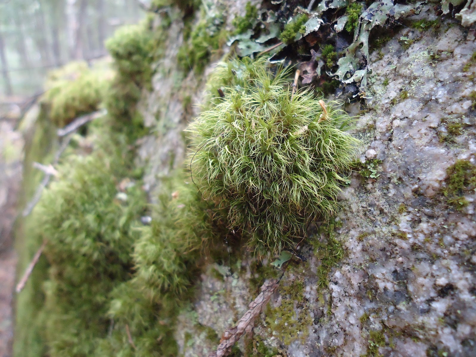 Oxygen Grows On Trees: Erratic Moss