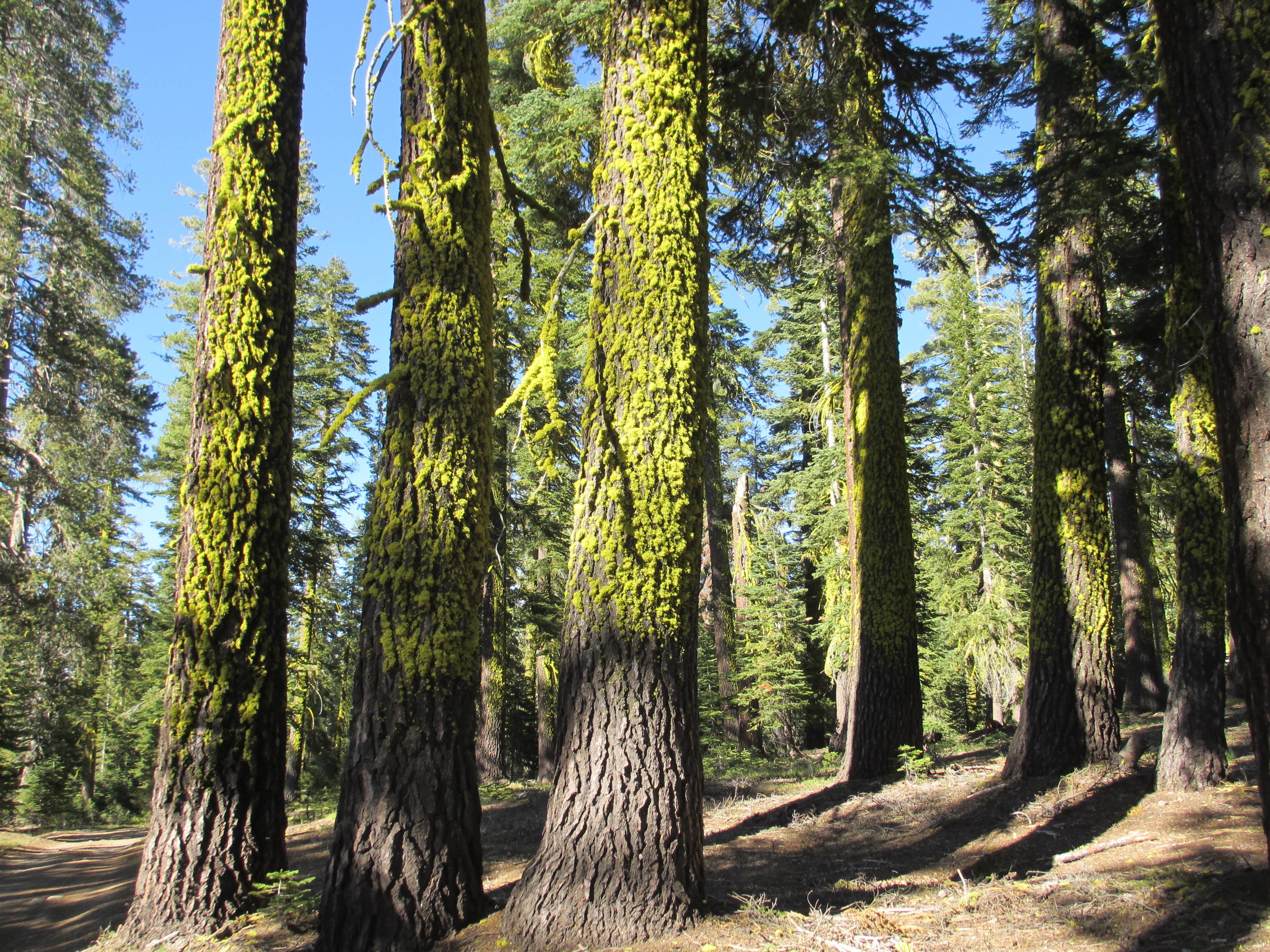 Sunlight on Moss: Tahoe National Forest | Where God Takes Me