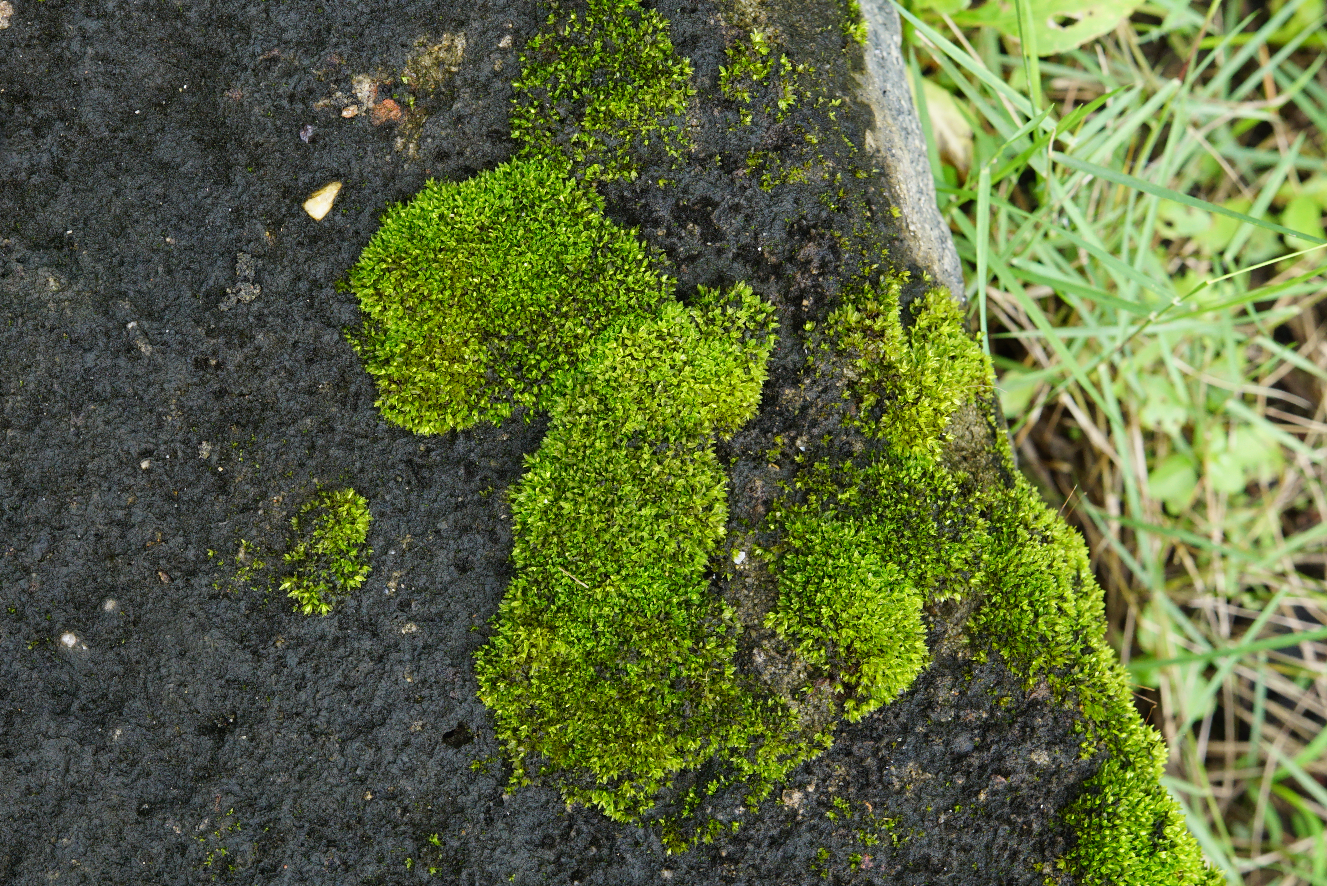 File:Moss on rocks 00788.JPG - Wikimedia Commons