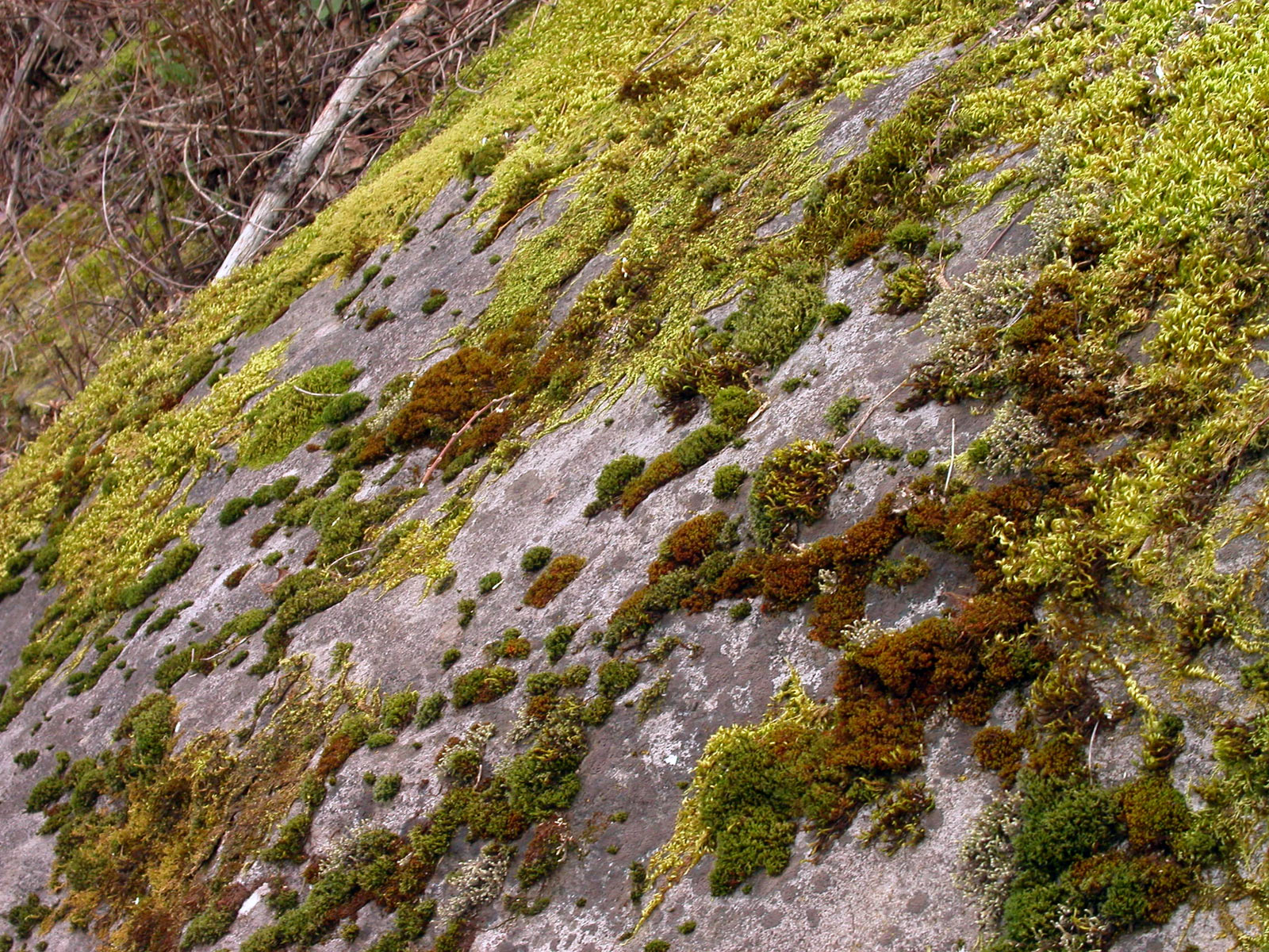Moss on rocks photo