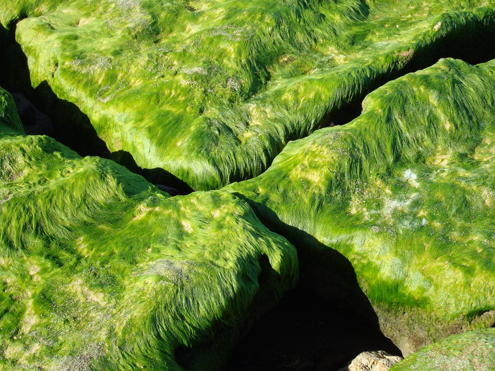 File:Moss on a Rock.jpg - Wikimedia Commons