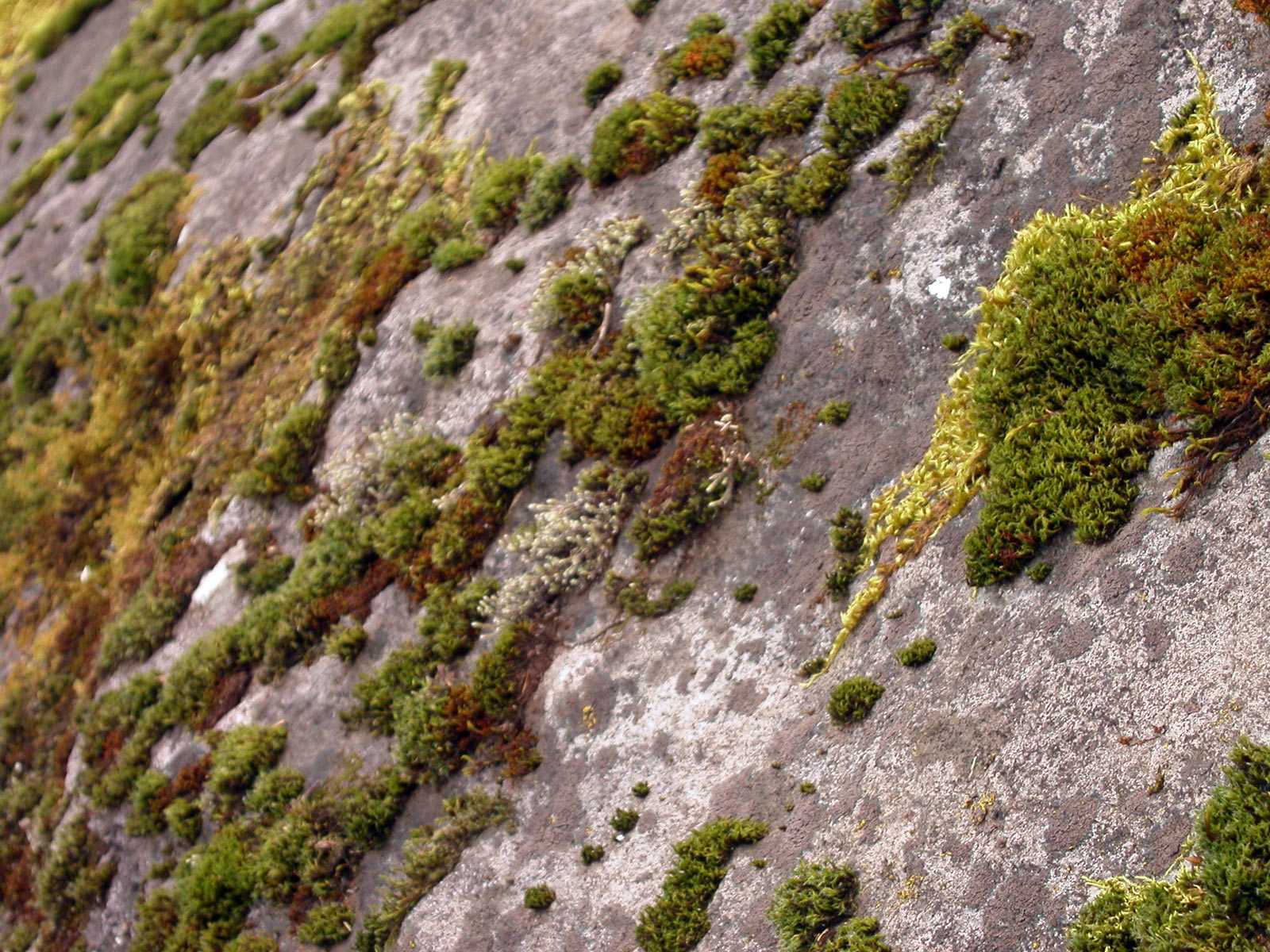 Moss on rocks, Green, Moss, Plant, Rock, HQ Photo