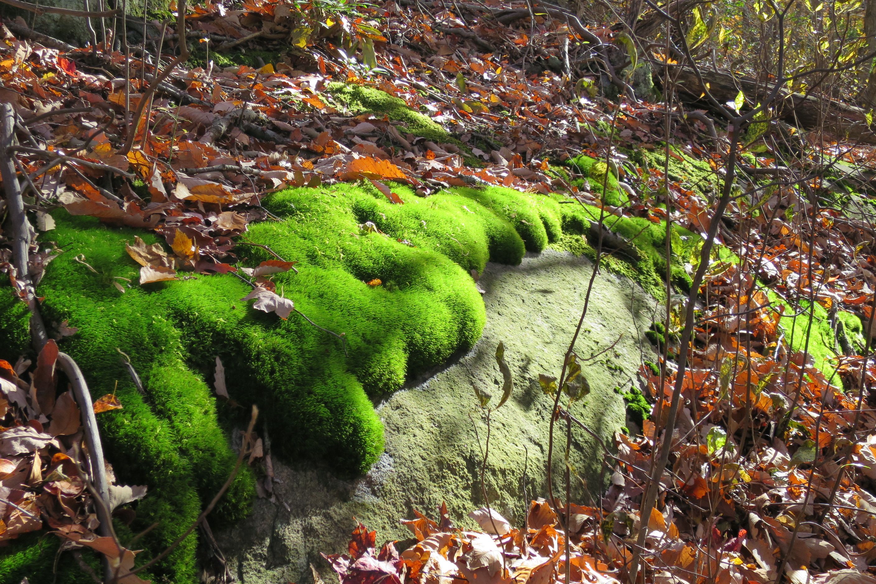 Moss on rocks photo