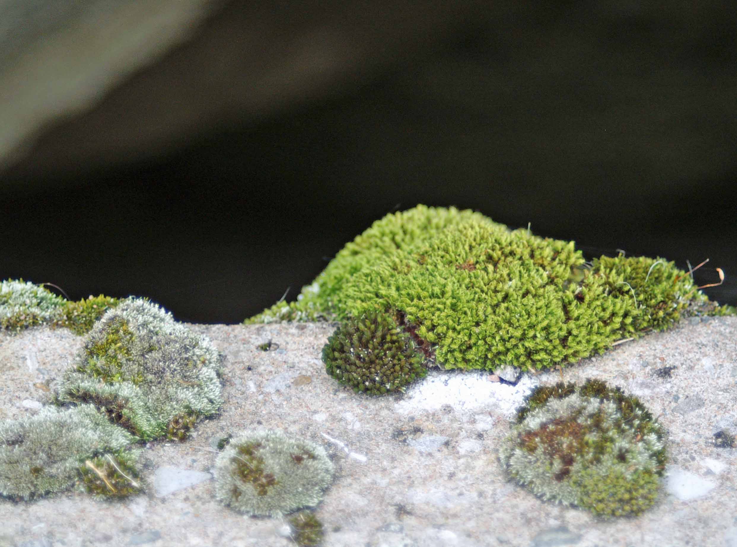 moss on rock | everyday nature trails