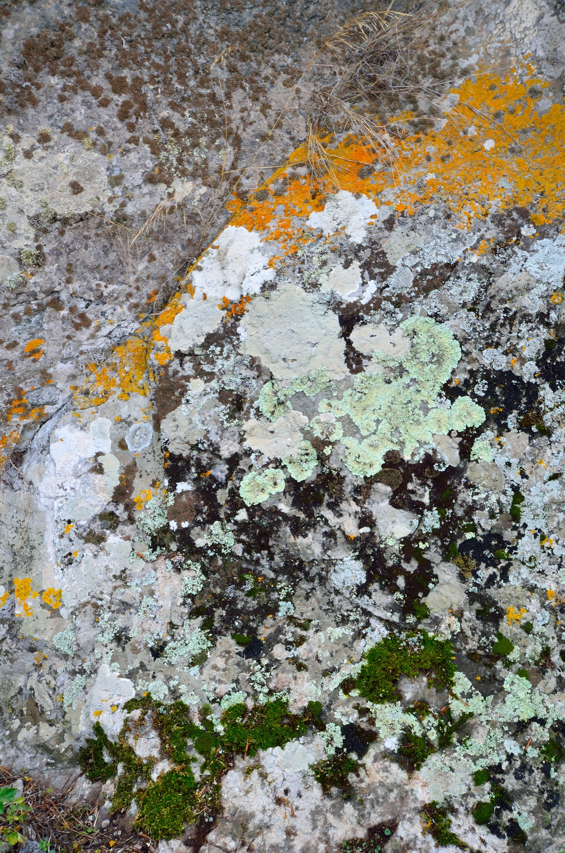 ATM 007 Moss Algae and Lichen Stripper | Owatrol Direct