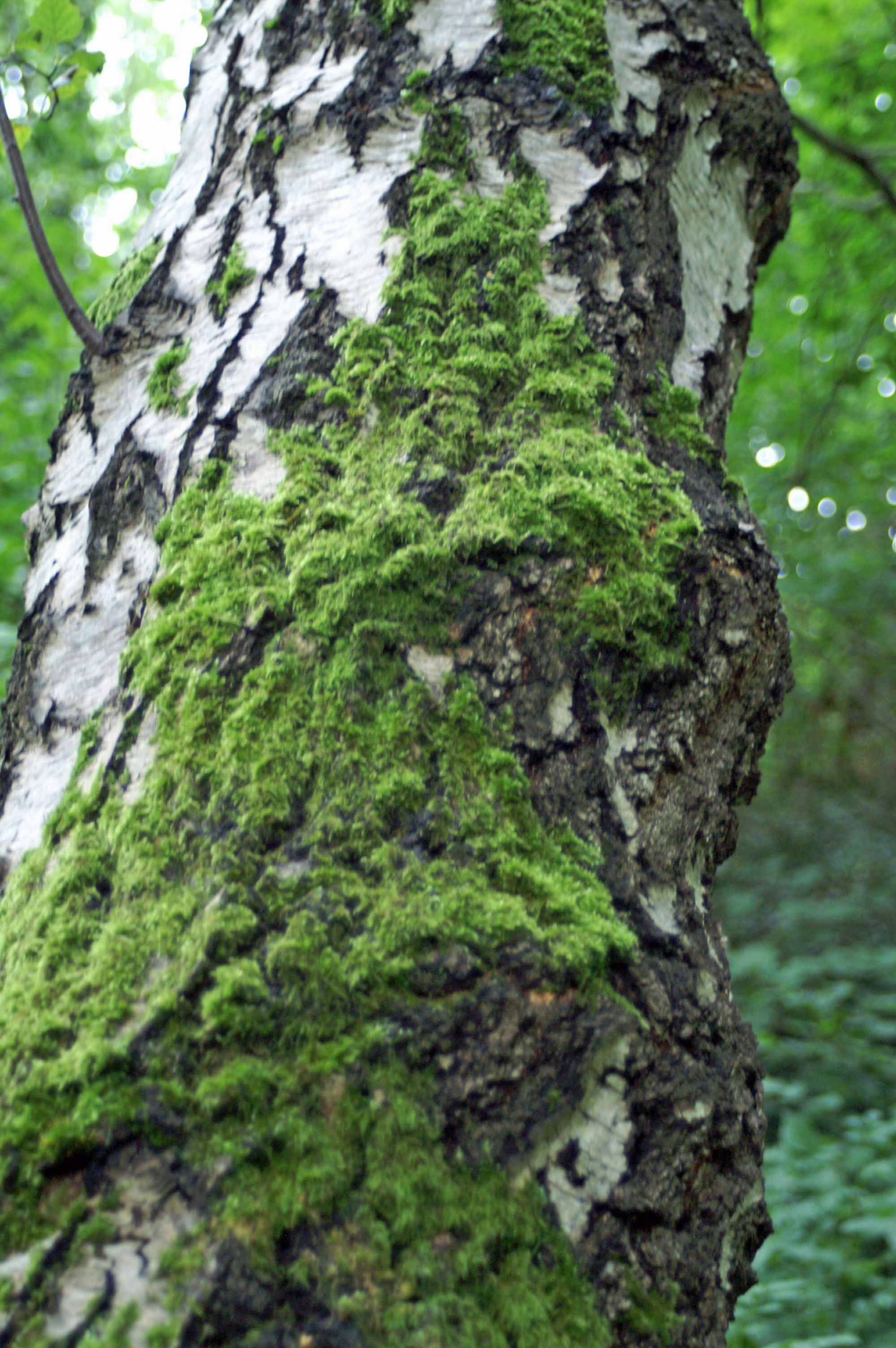orange lichen on tree trunk | everyday nature trails