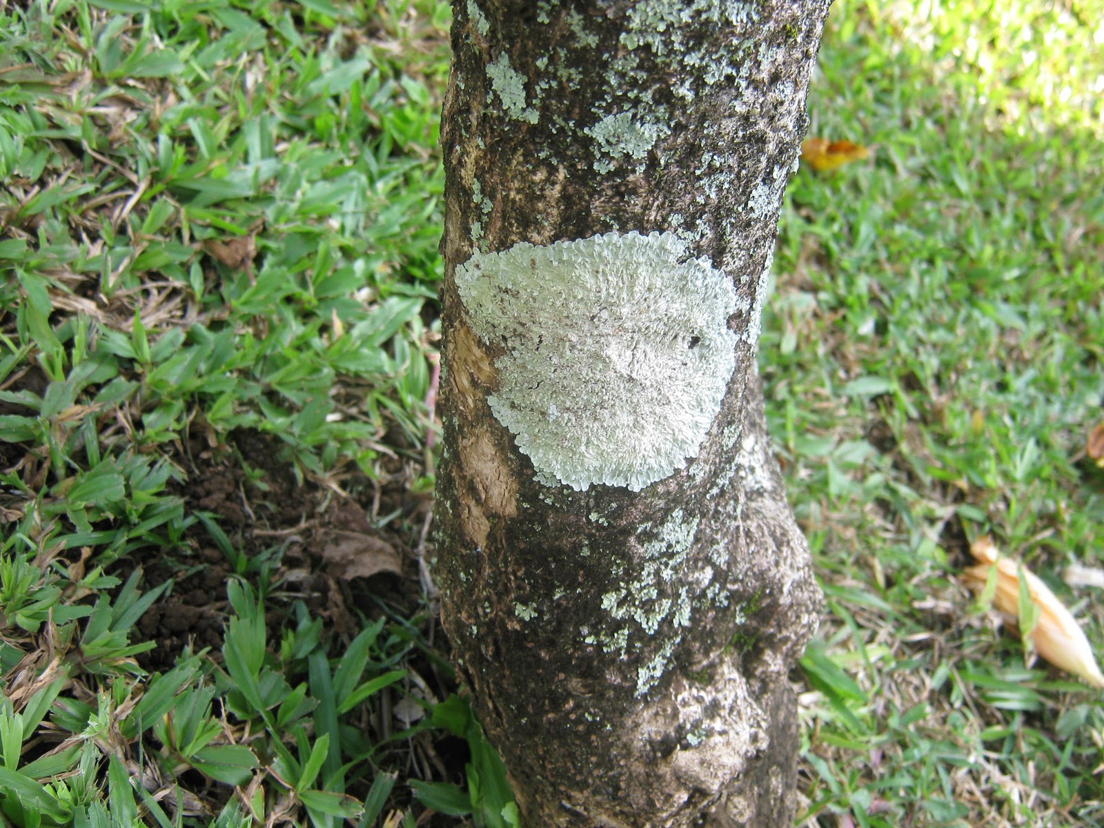 Garden Guy Hawaii: Lichens and Moss on Trees