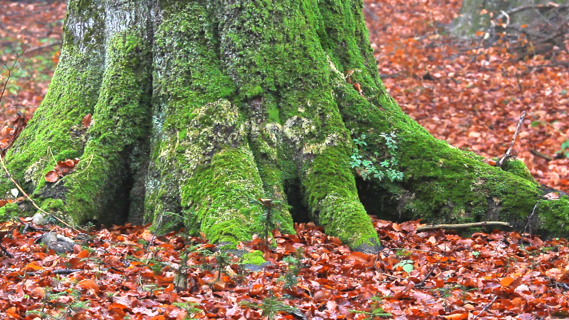 Green moss on tree trunk Stock Video Footage - Videoblocks