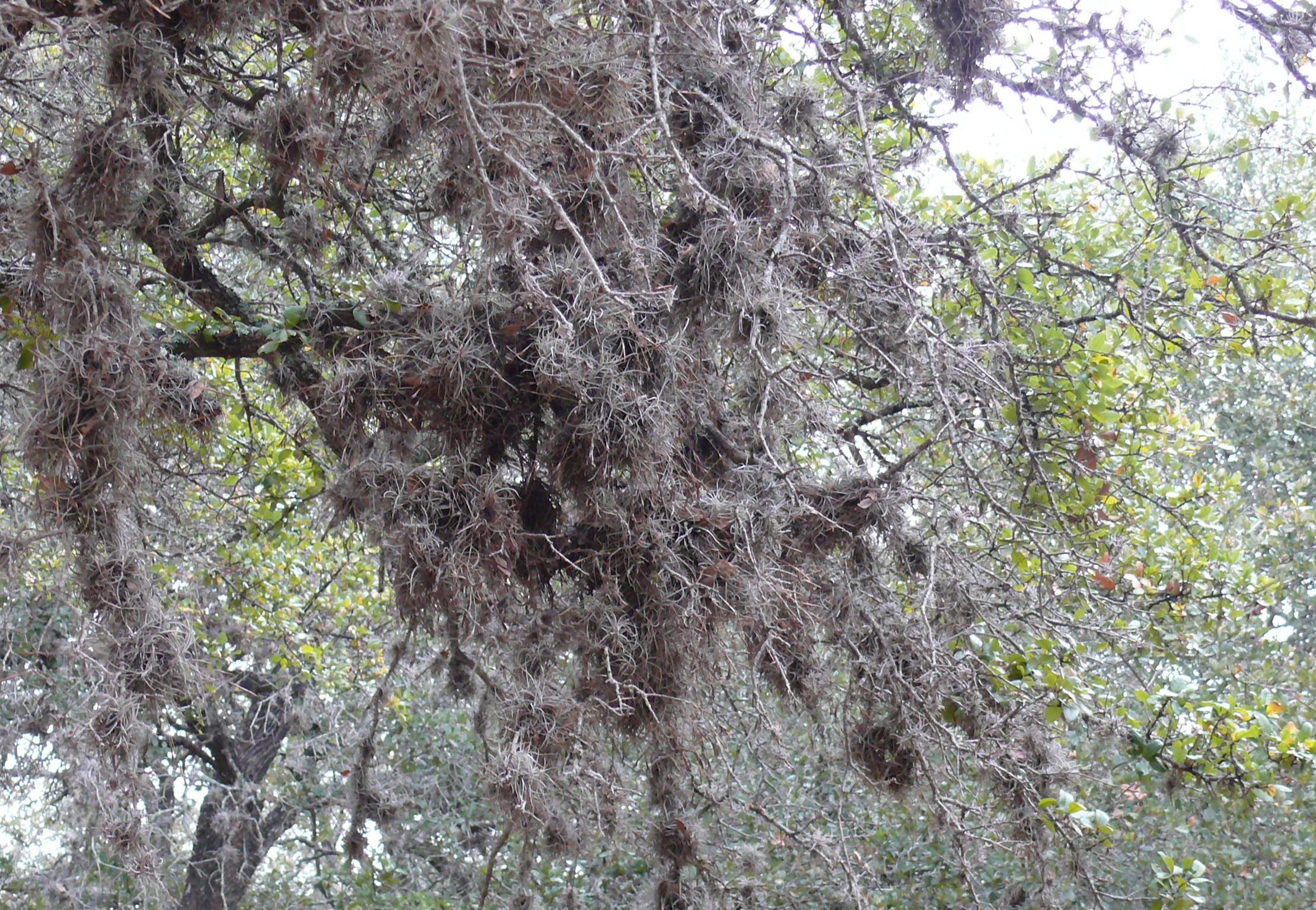 Ball moss - good or bad? | Native Plant Society of Texas
