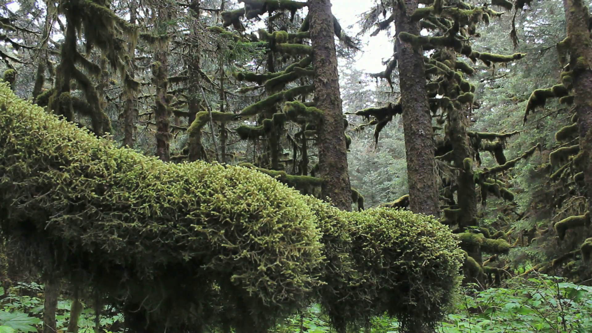 Thick Green Moss Carpets Sitka Spruce Tree Branches On Kodiak Island ...