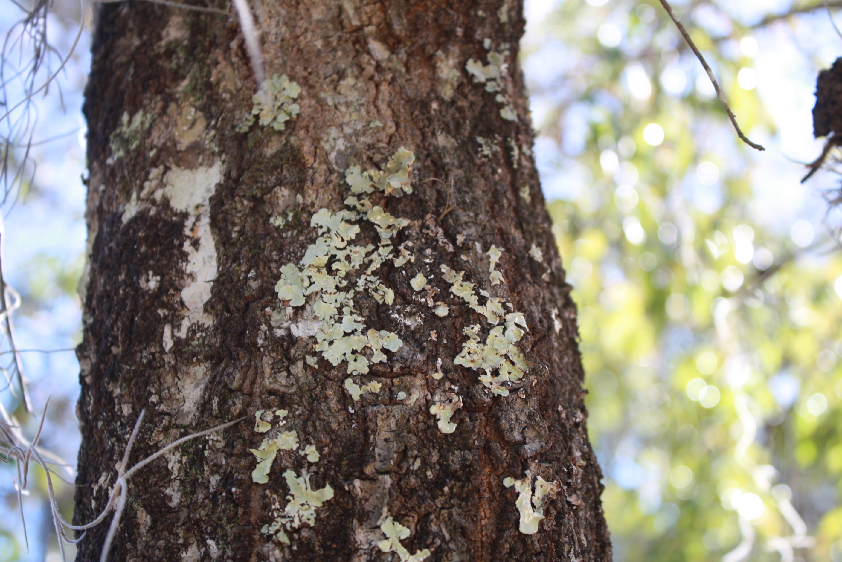 Common Myths about Spanish Moss and Lichen » Gardening in the Panhandle