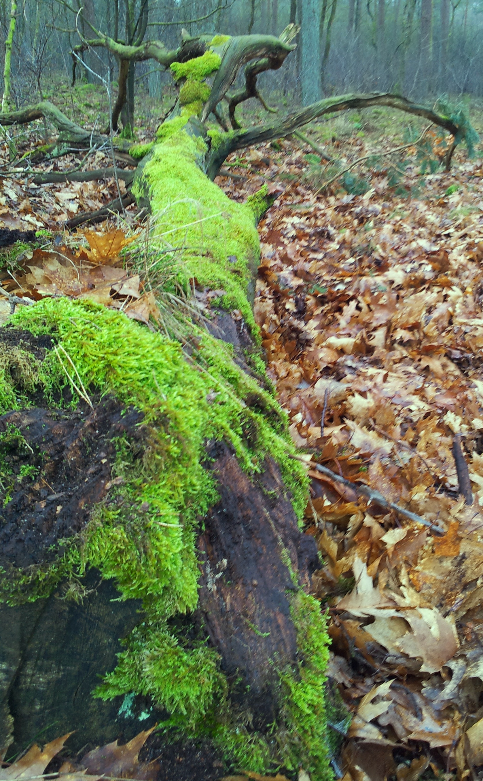 Moss on tree, Forest Garderen | Cosas para ponerse | Pinterest ...