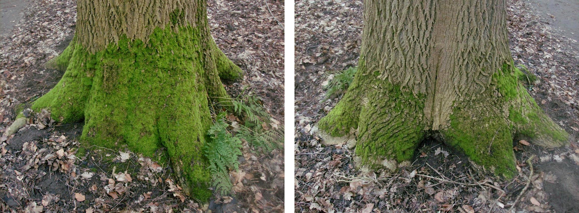File:Moss on a tree trunk as an indicator of direction.jpg ...