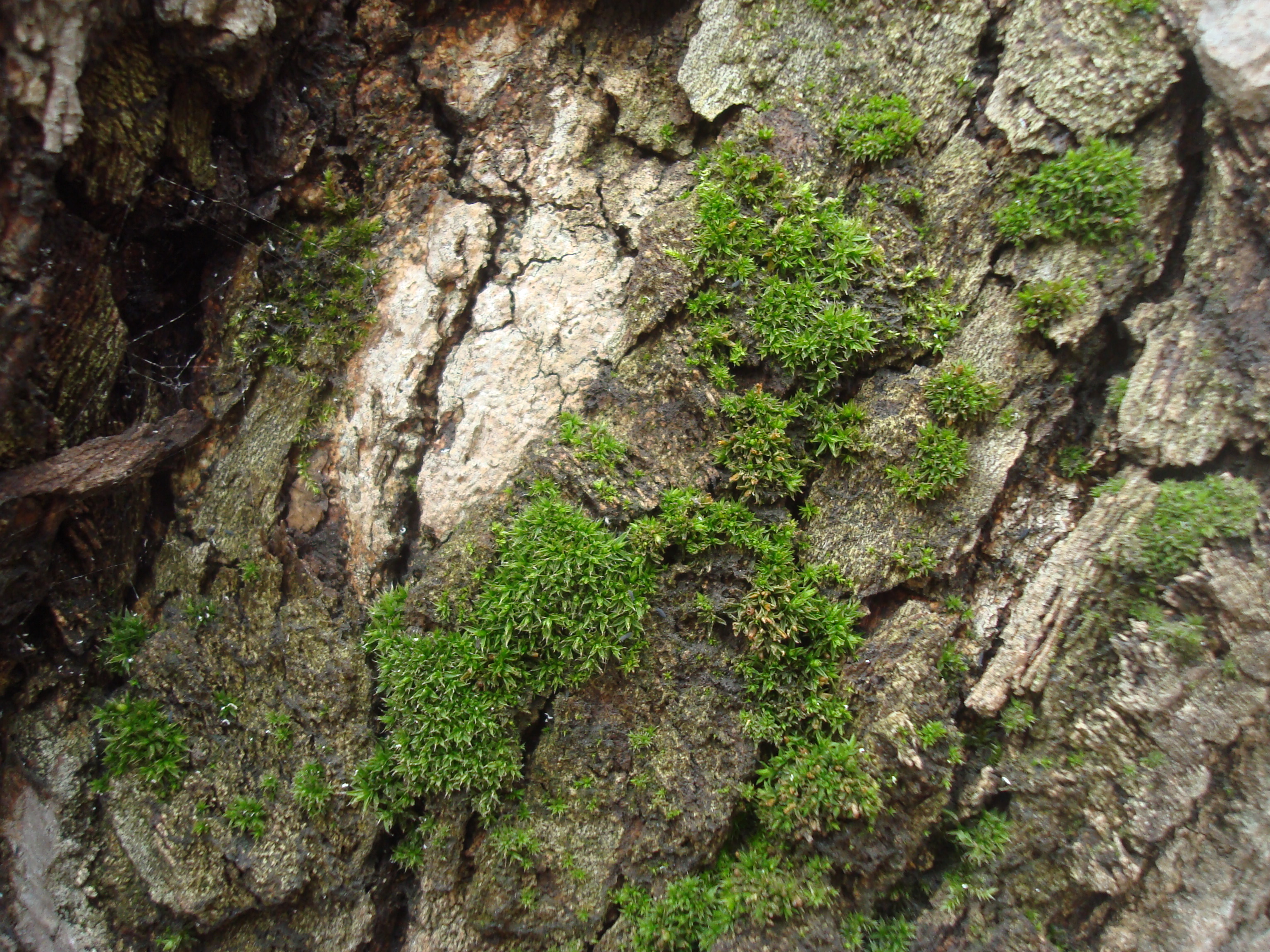 Moss on tree bark photo