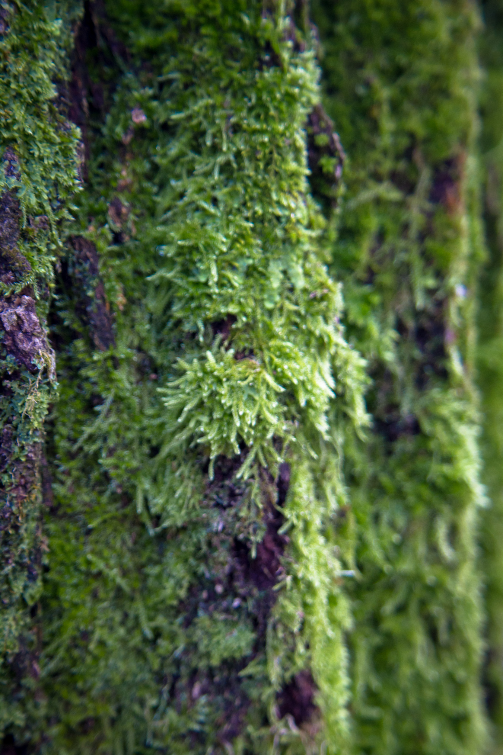 Spanish moss - Wikipedia