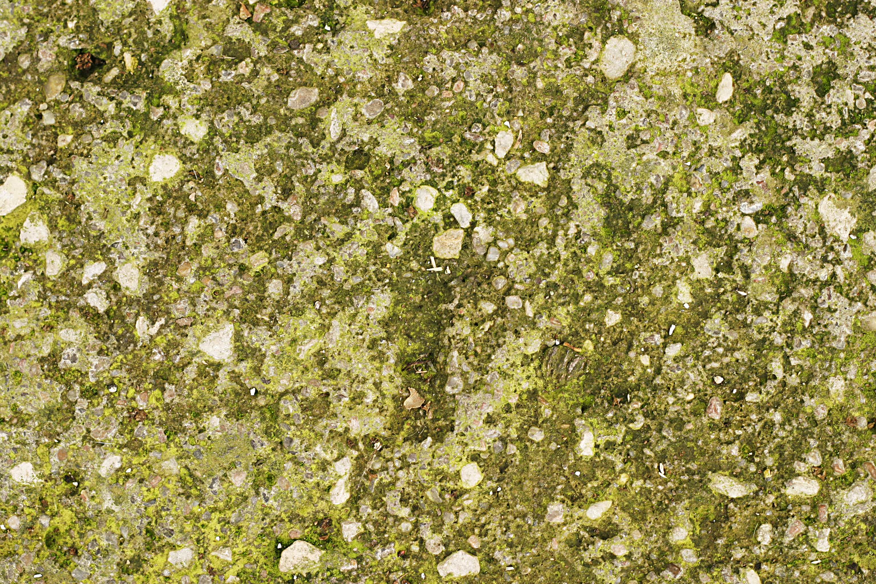 Free Green Moss Plants Nature Texture Texture - L+T