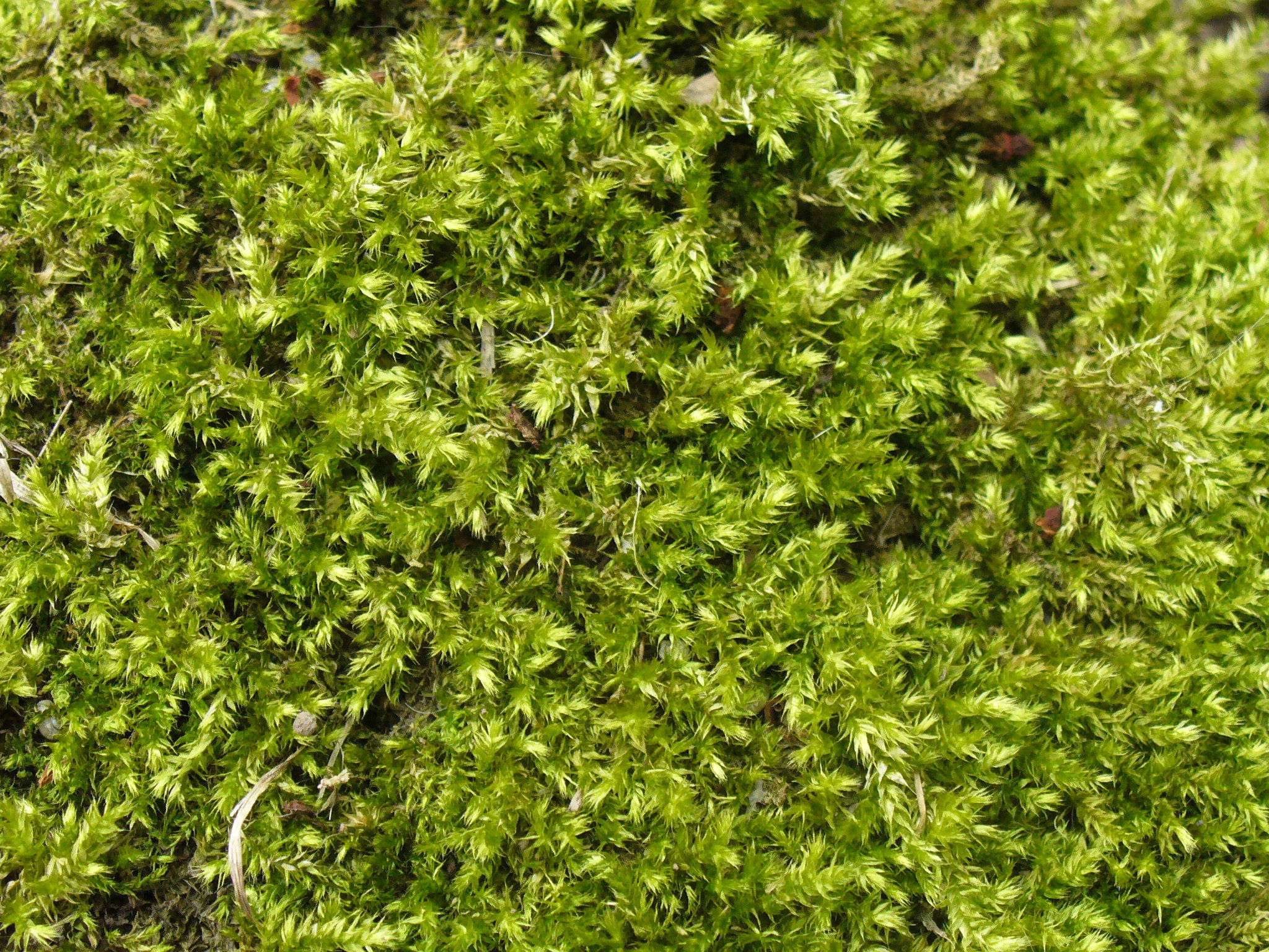 Texture: Moss by w0rmwood on DeviantArt