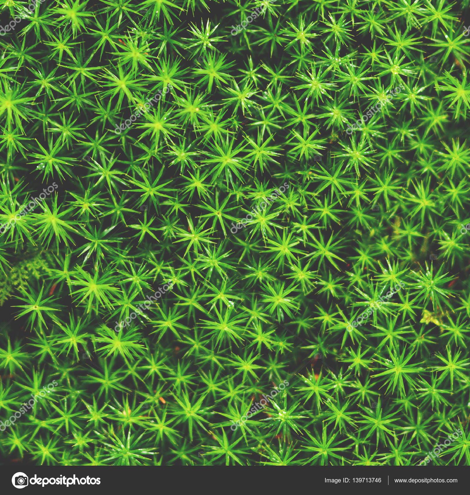 Moss texture background — Stock Photo © Alexis84 #139713746