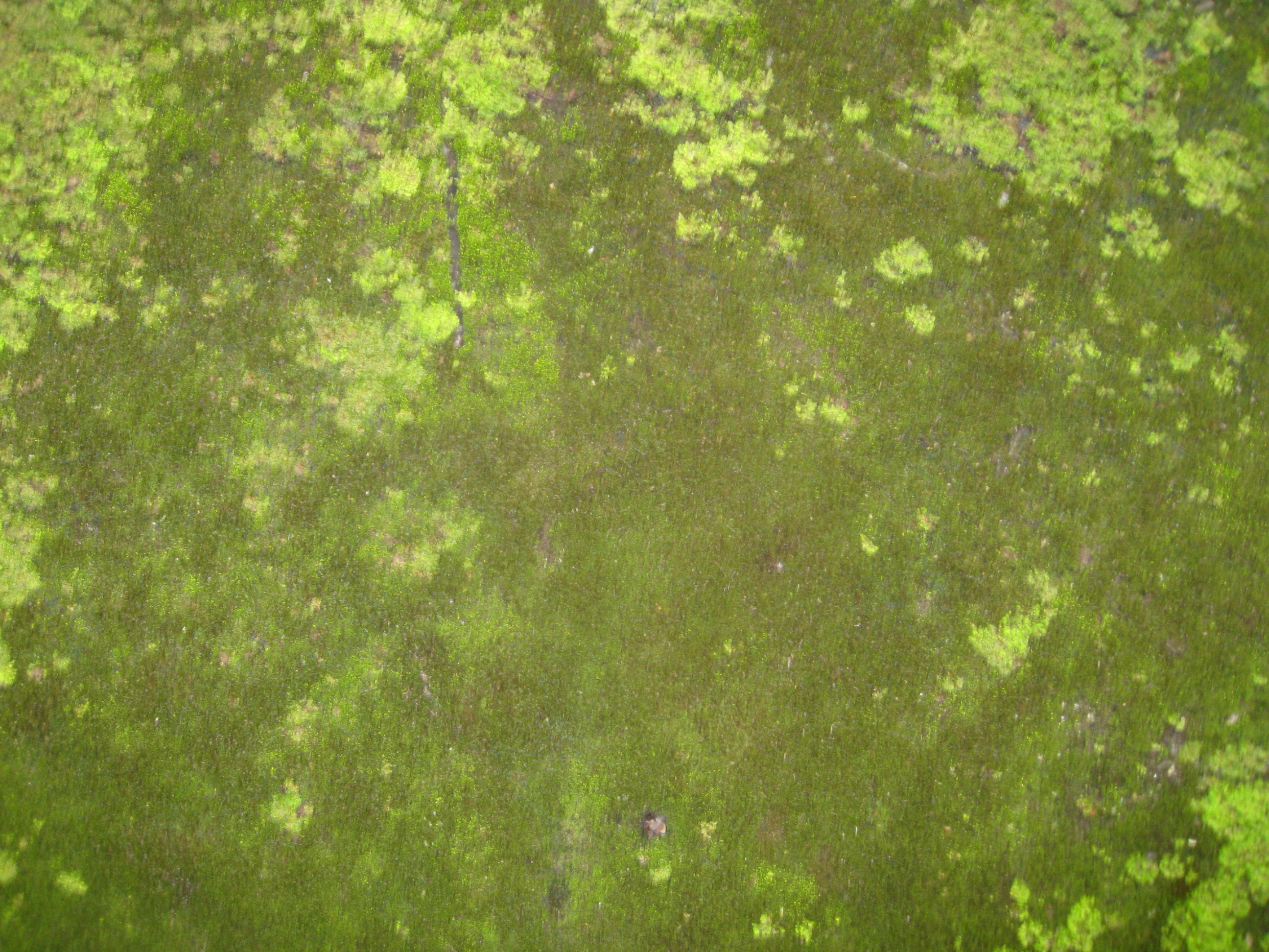 Moss Texture Green : Public Domain Pictures