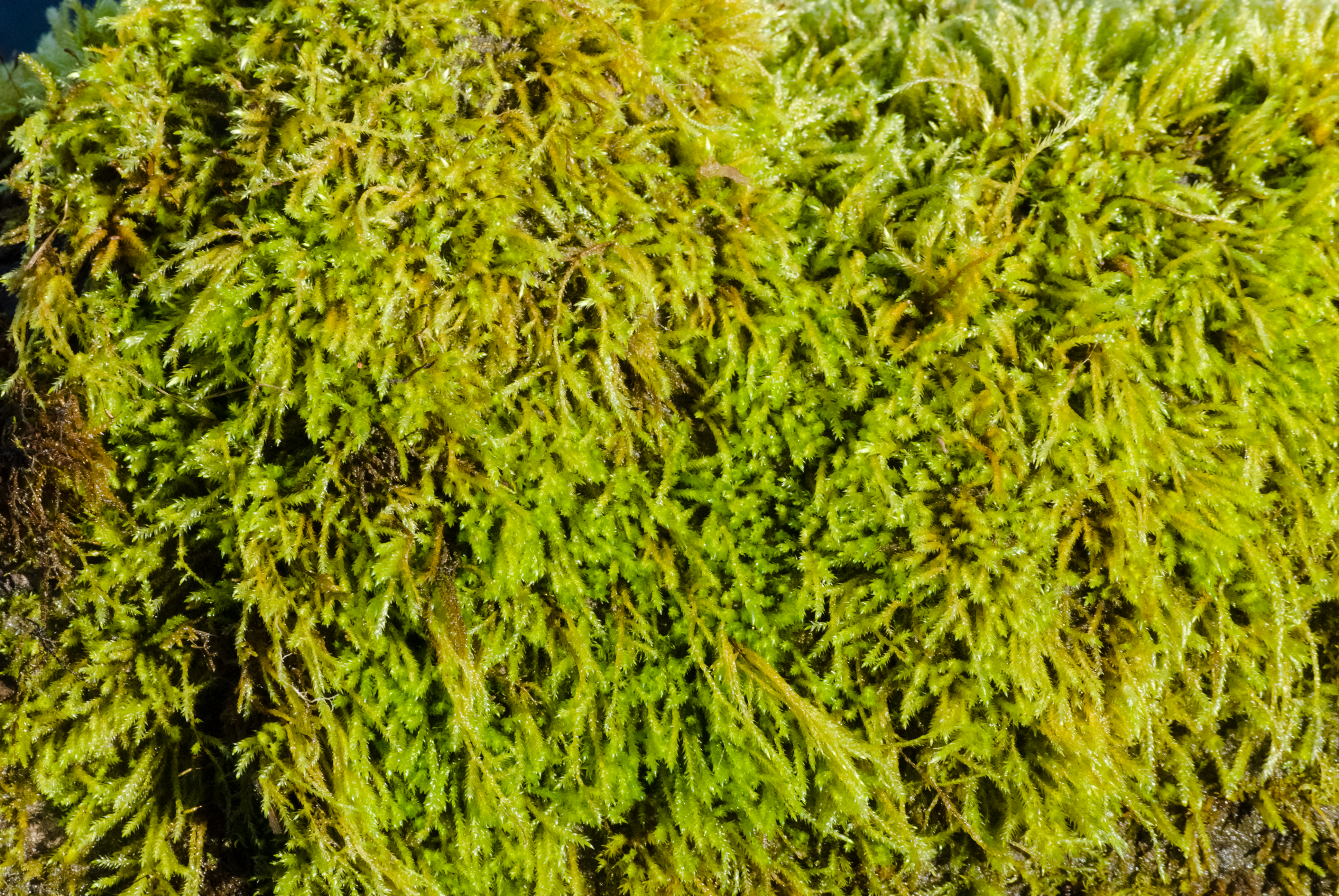 Nature - Moss- Texture by Danika-Stock on DeviantArt
