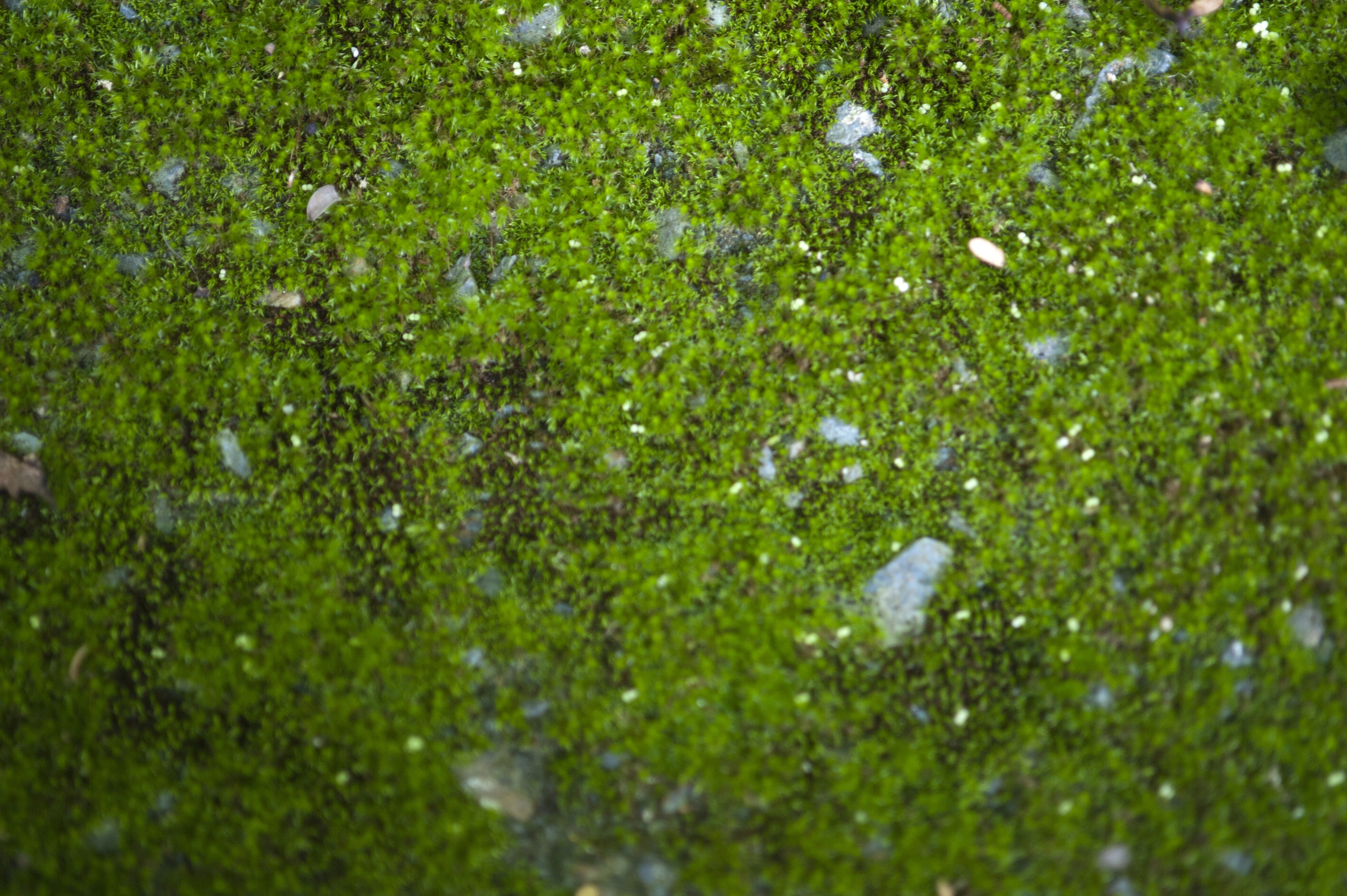 Image of Lush green moss background texture | Freebie.Photography