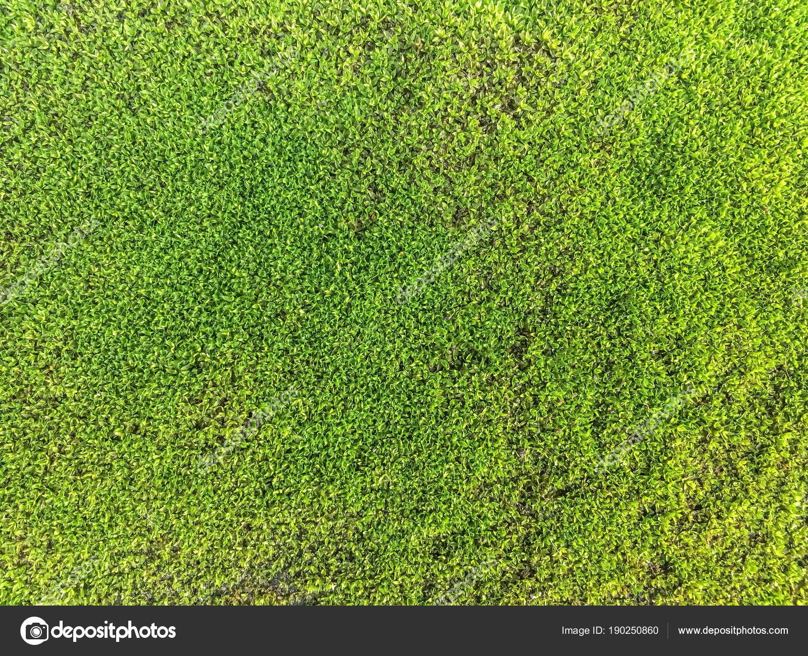 Moss texture close up. Green background — Stock Photo © Nikol85 ...