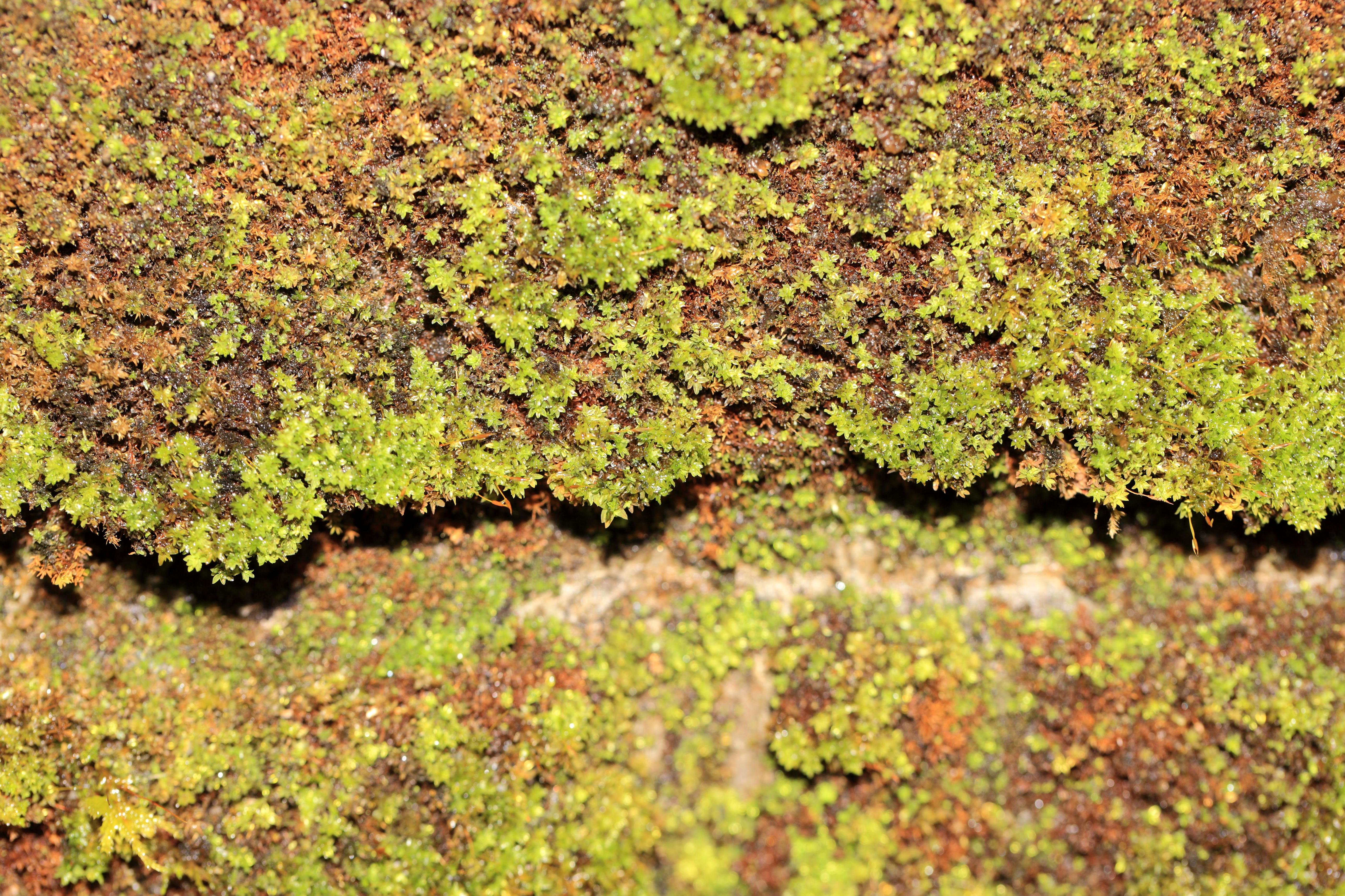 Free picture: texture, leaf, nature, moss, pattern, flora, plant