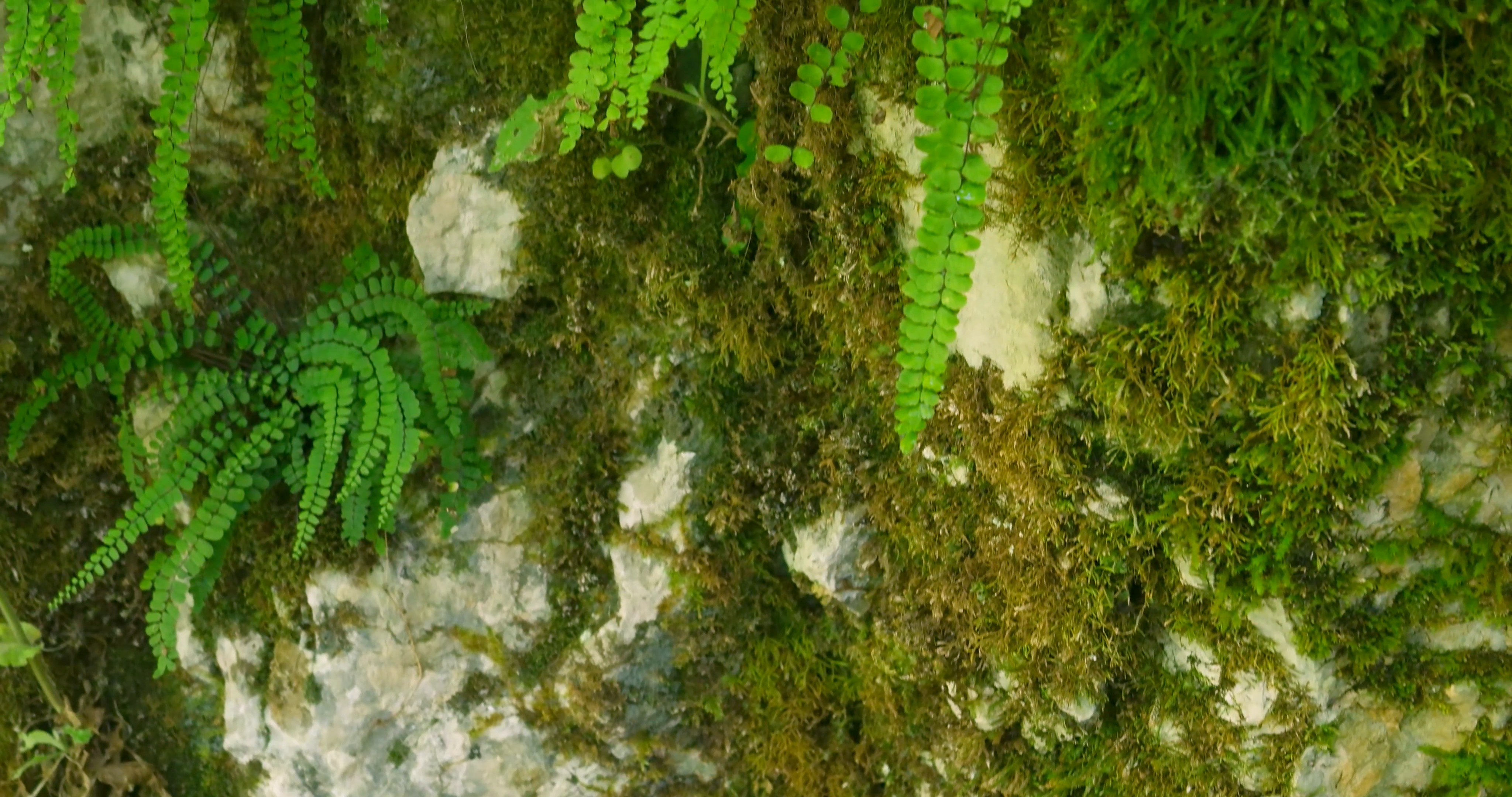 Rock moss. Green moss rock. Cliff rock moss. Green moss stone. Moss ...