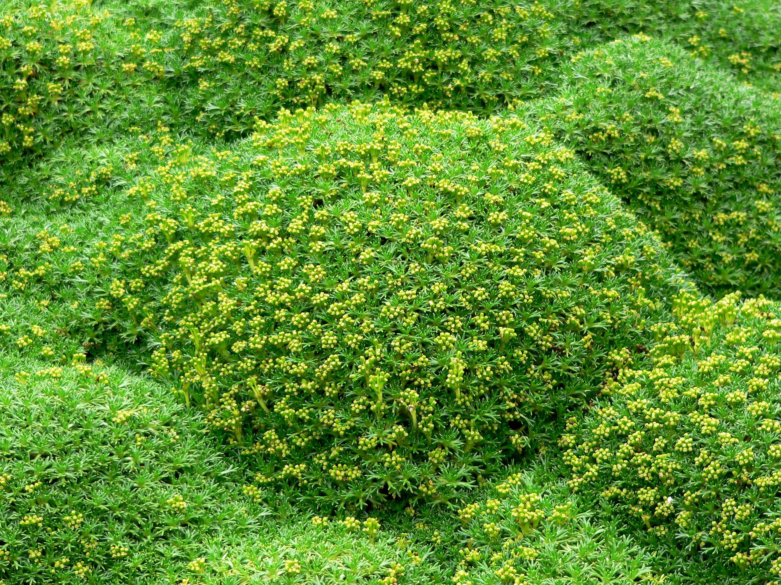 Bolax gummifera- moss-like plant used to cover mounds at the Bloedel ...